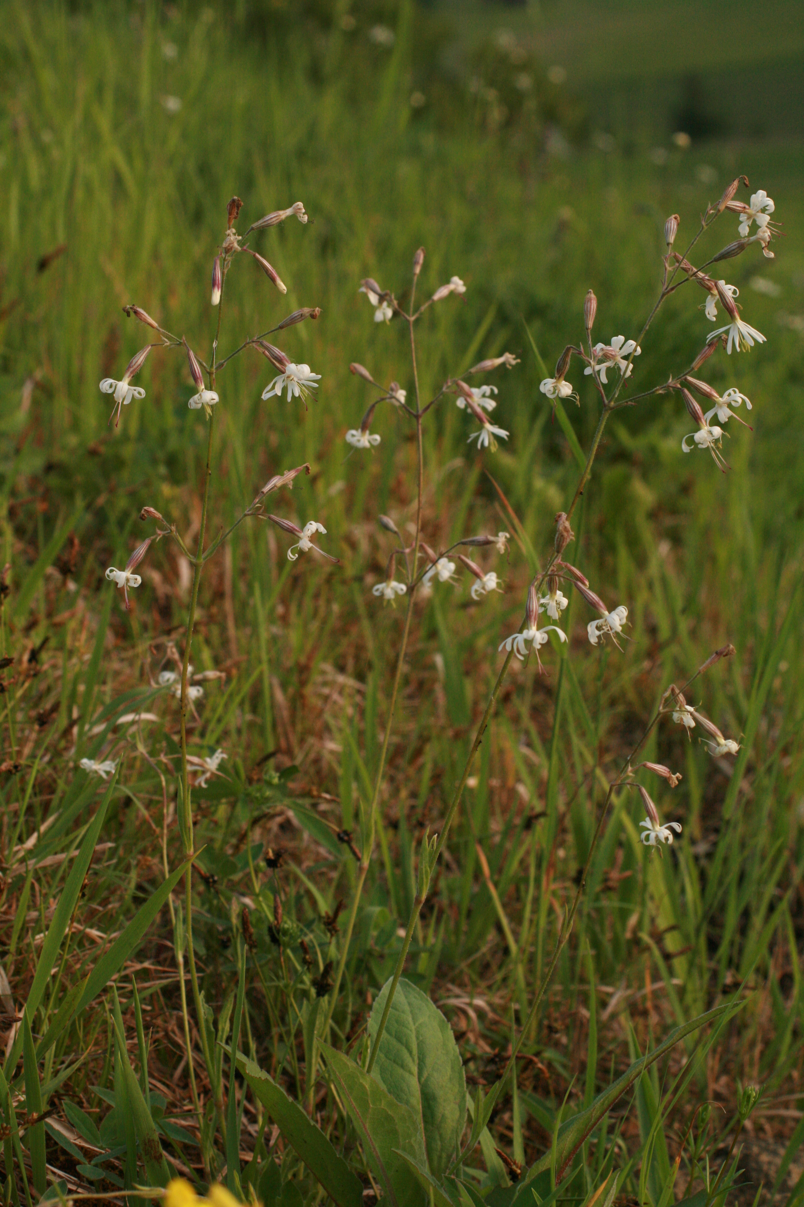 03092013144024 1944 art 1250 silene nutans maierhkichb bild 128 2