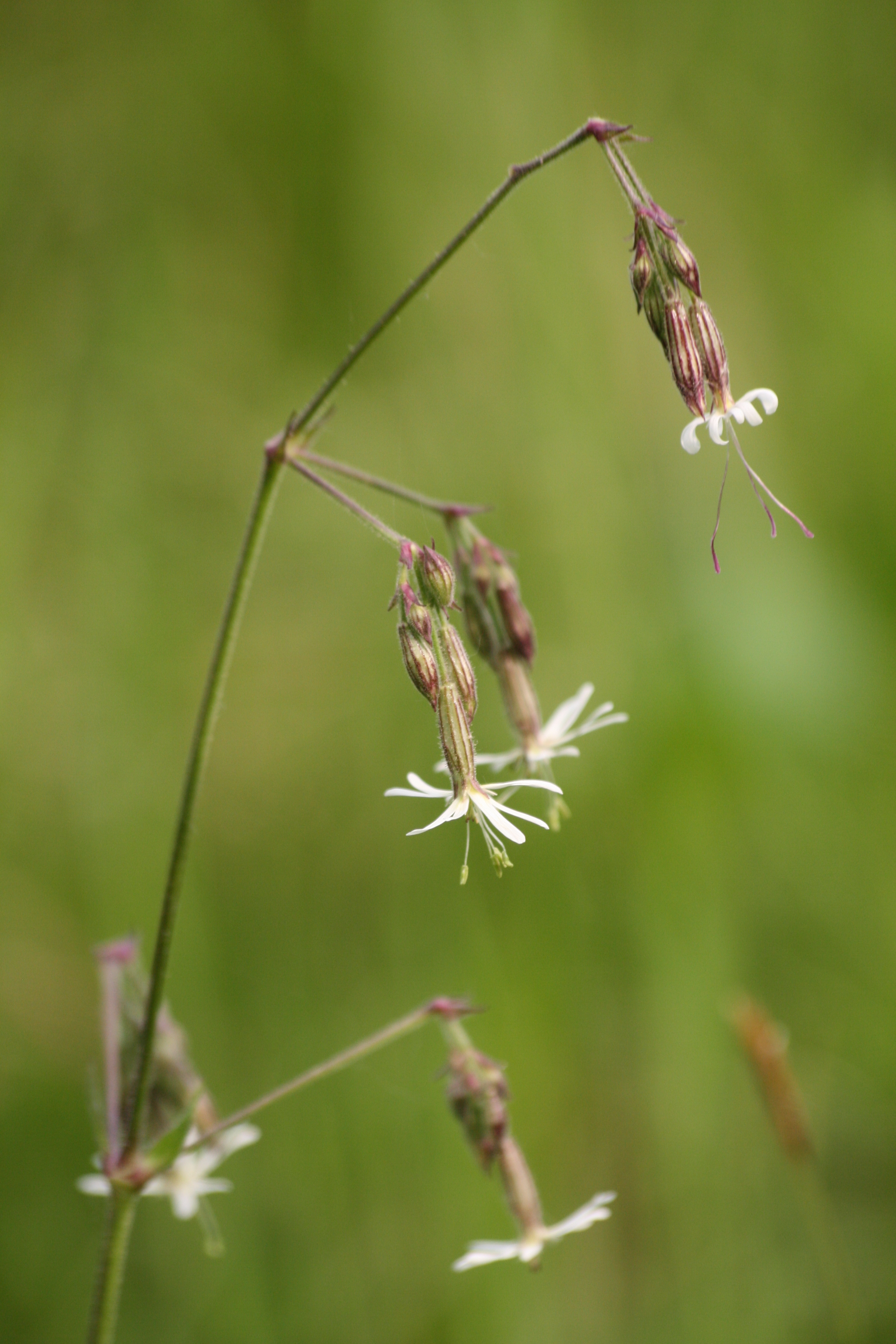 03092013144320 1945 art 1250 silene nutans masenberg enzianwiese suedl 02 33