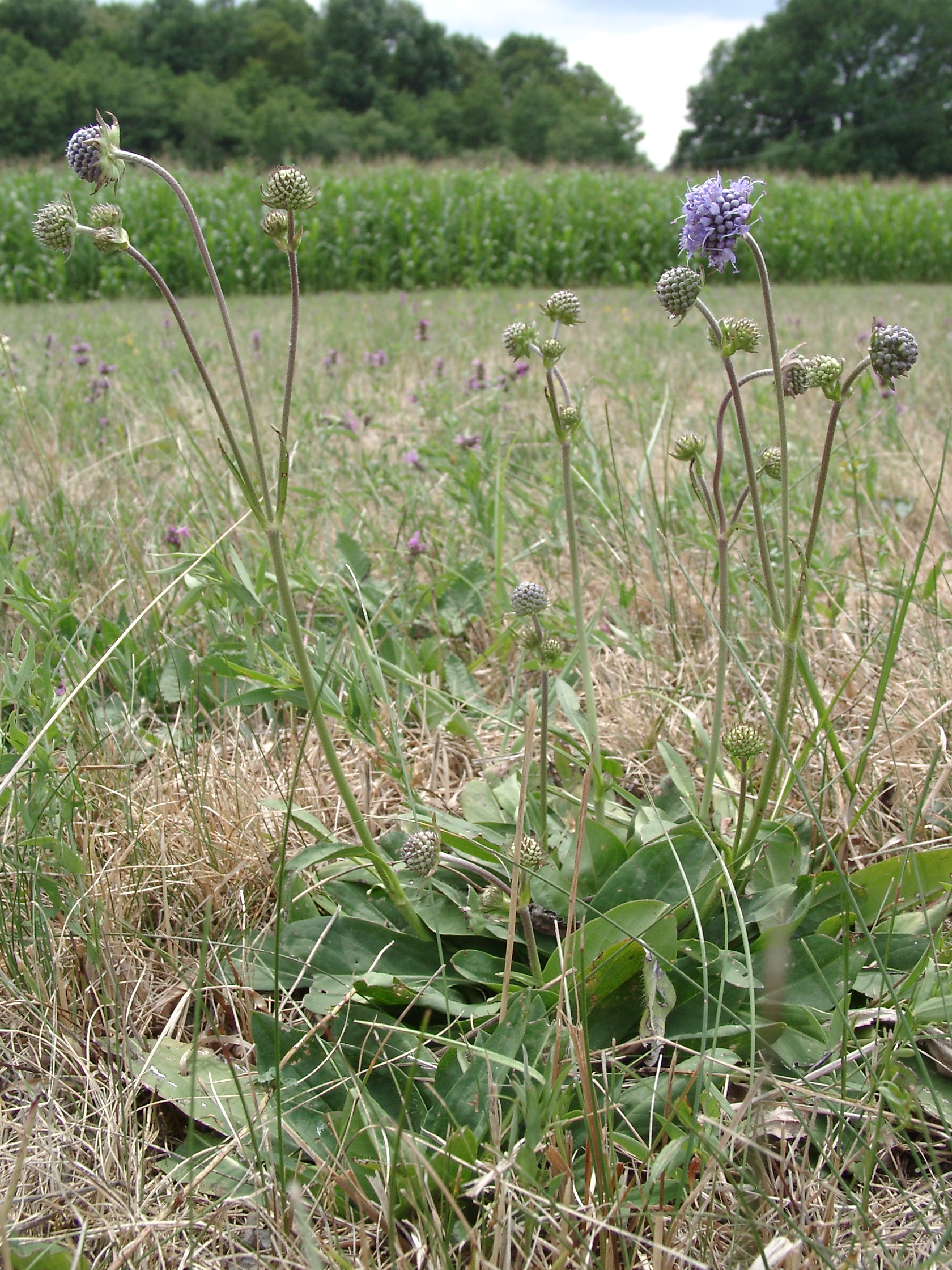 03092013144508 1946 art 345 succisa pratensis 07120015 5