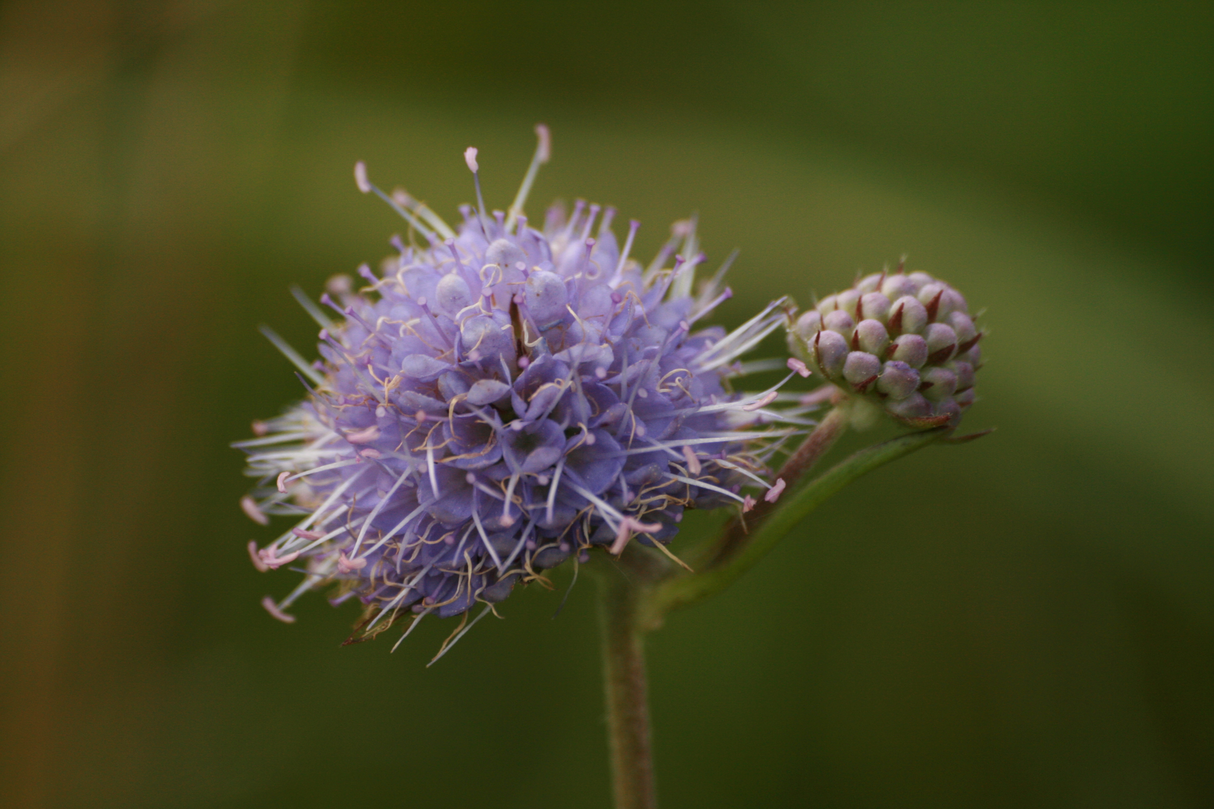 03092013144558 1947 art 345 succisa pratensis lafnitzwiesen st johann i h 03 7