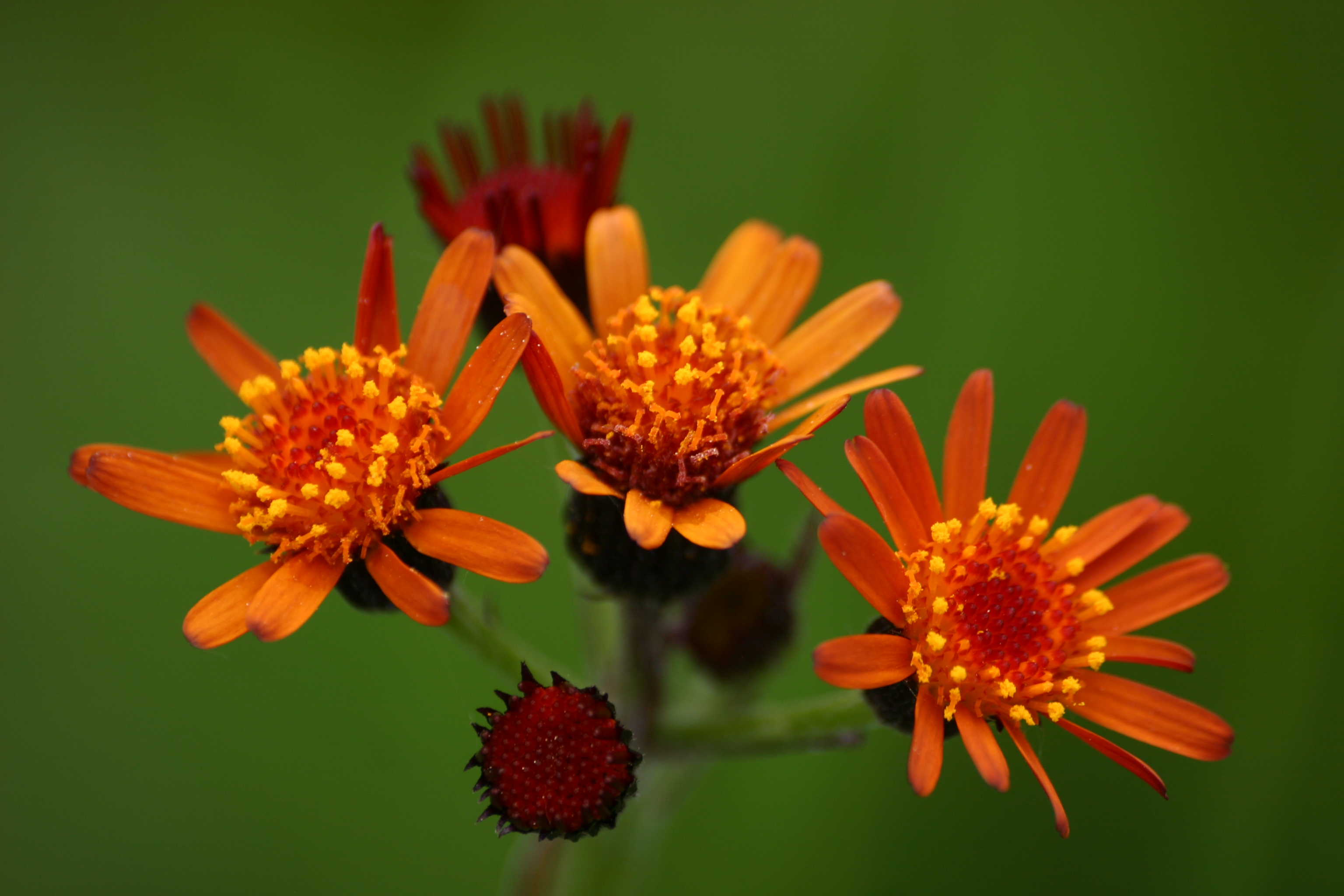 03092013144934 1948 art 1245 tephroseris aurantiaca holl img 1101 1