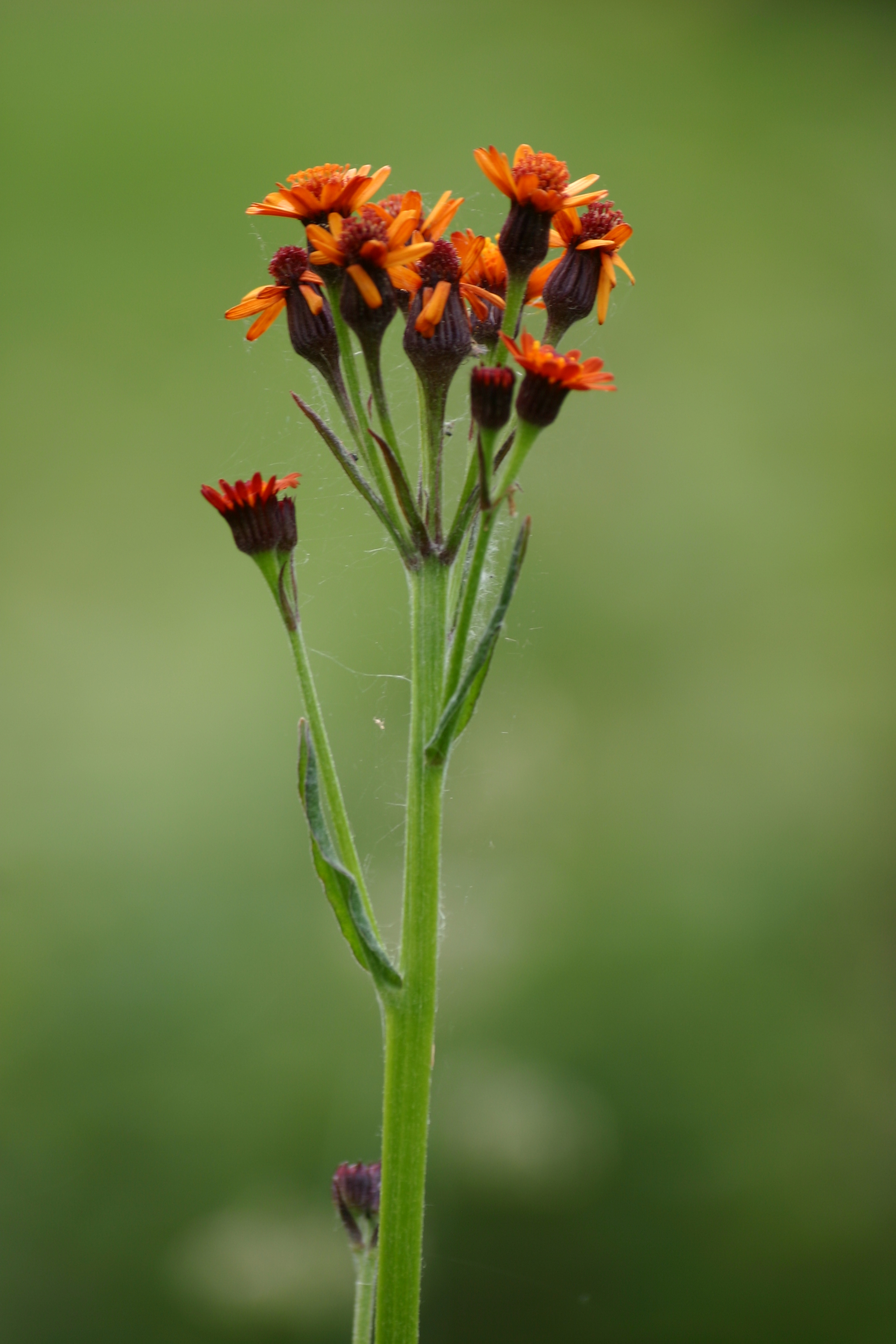 03092013145114 1949 art 1245 tephroseris aurantiaca holl img 1101 9