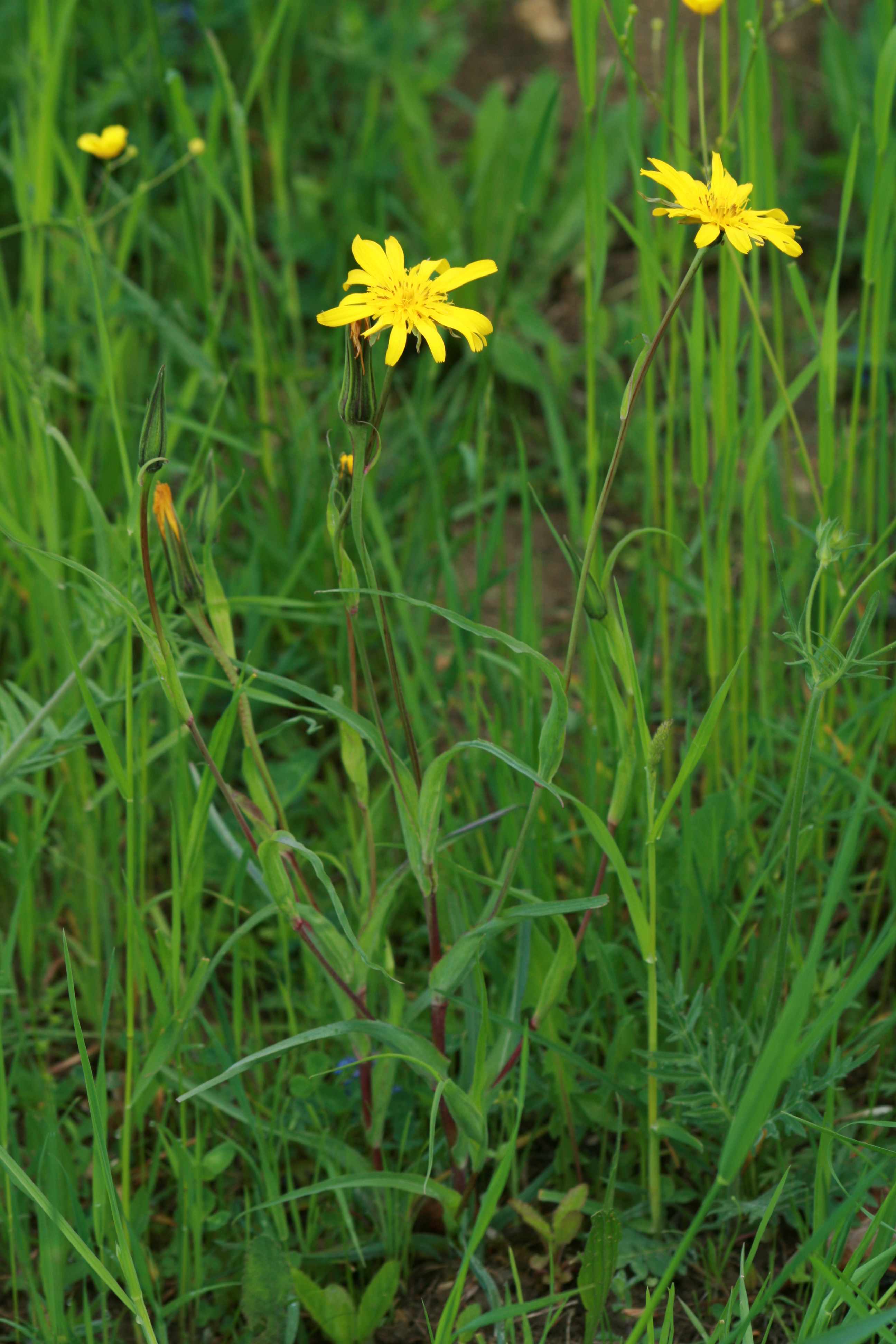 03092013151513 1952 art 1274 tragopogon orientalis burgfried 0 144 23