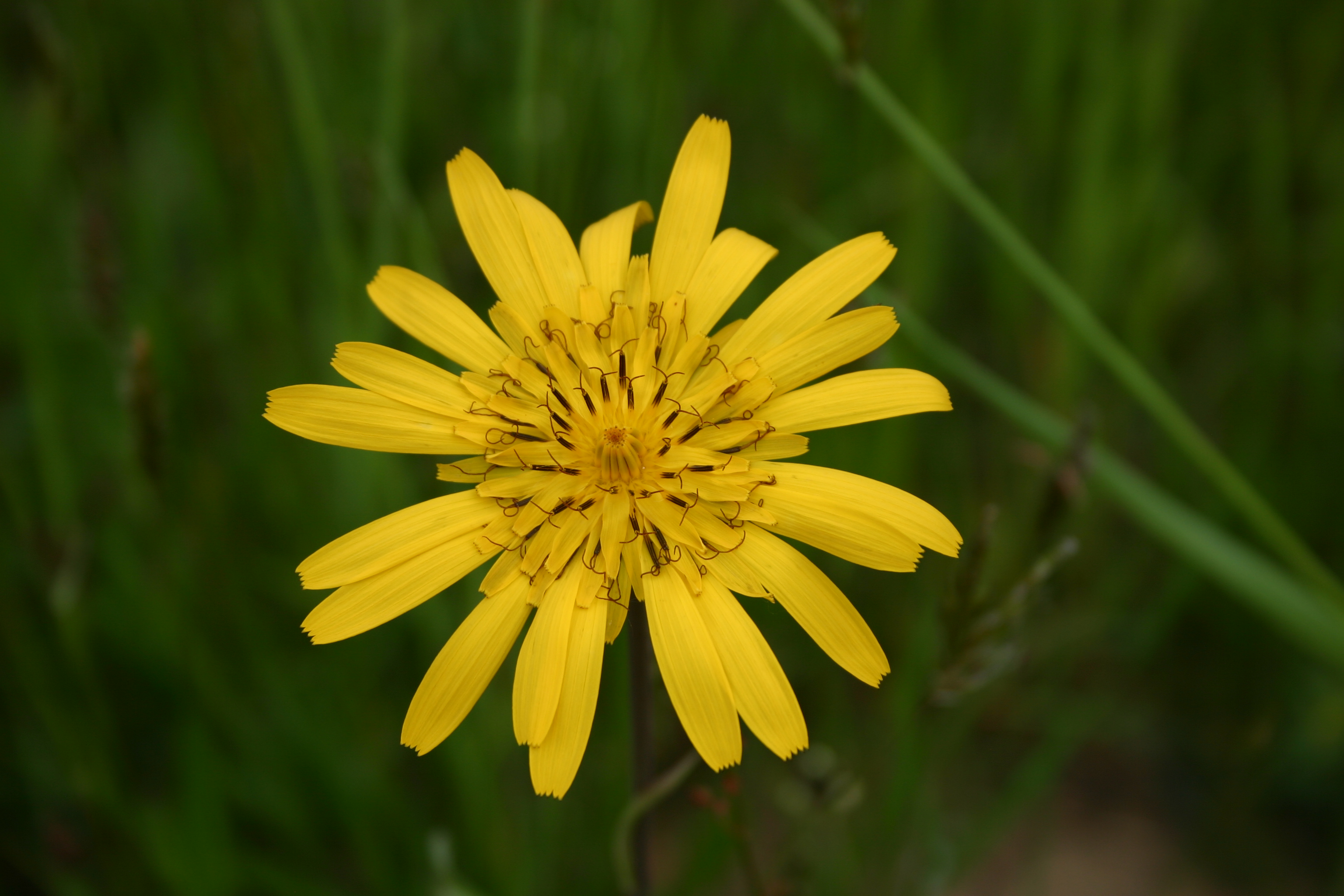 03092013151713 1953 art 1274 tragopogon orientalis img 8650 4