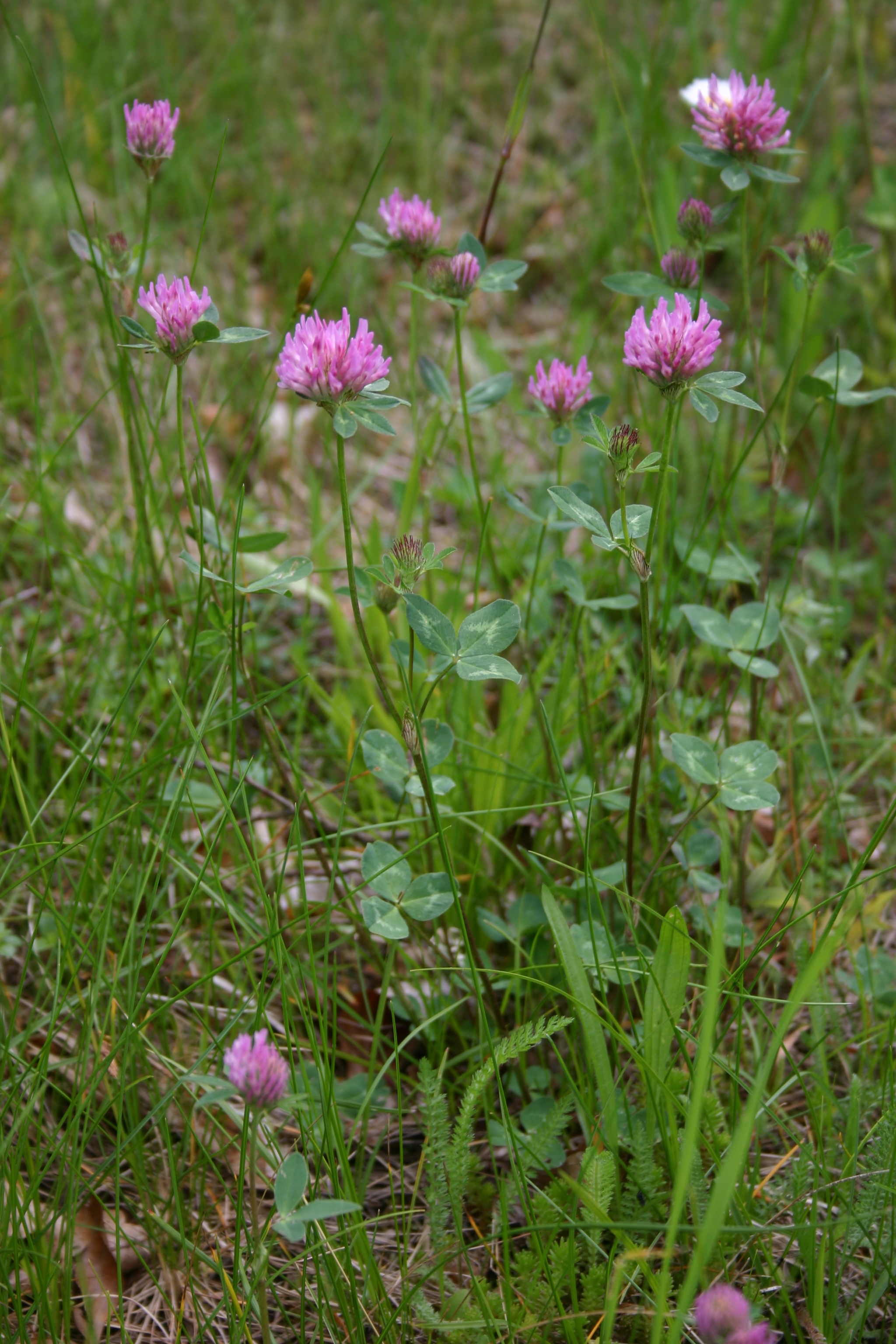 03092013153026 1956 art 497 trifolium pratense img 8687