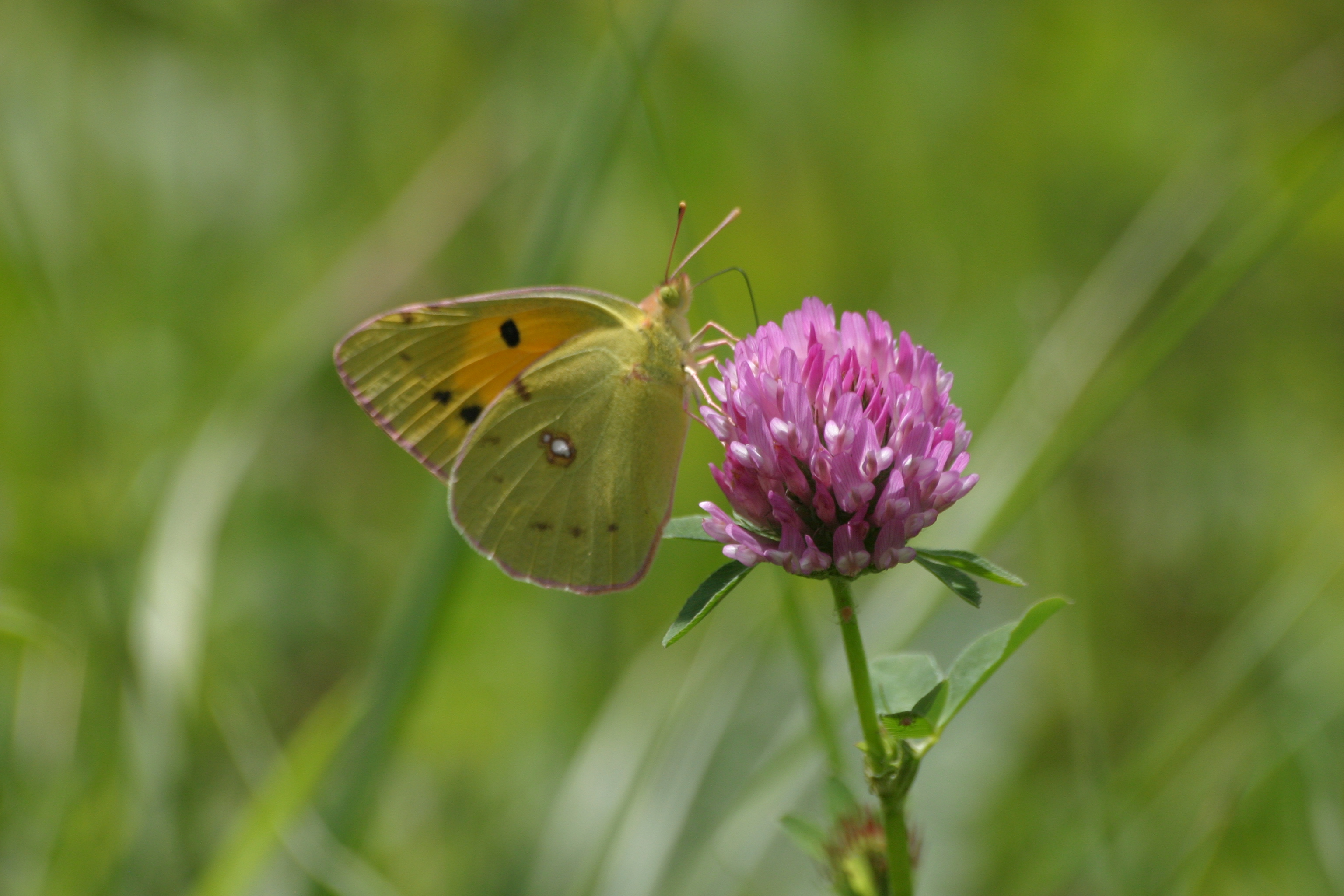 03092013153126 1957 art 497 trifolium pratense mit colias crocea burgfried img 1400 8