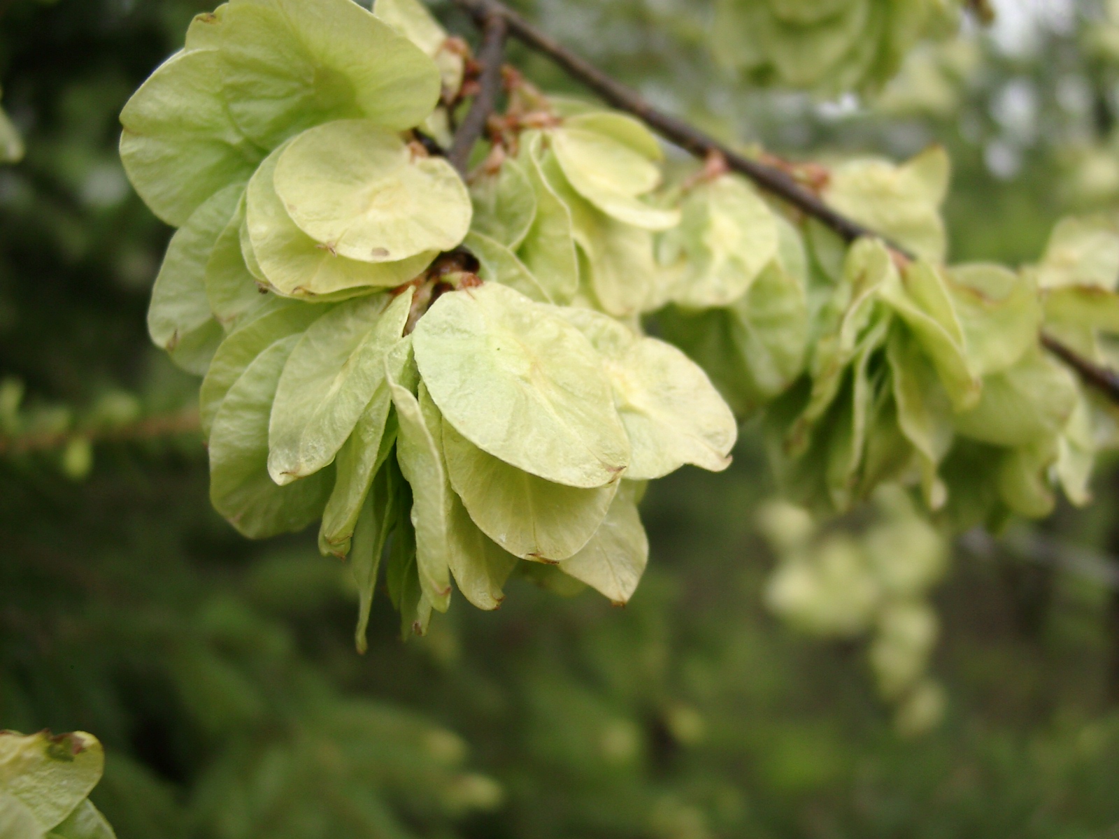 03092013153711 1958 art 1301 ulmus glabra 04130012