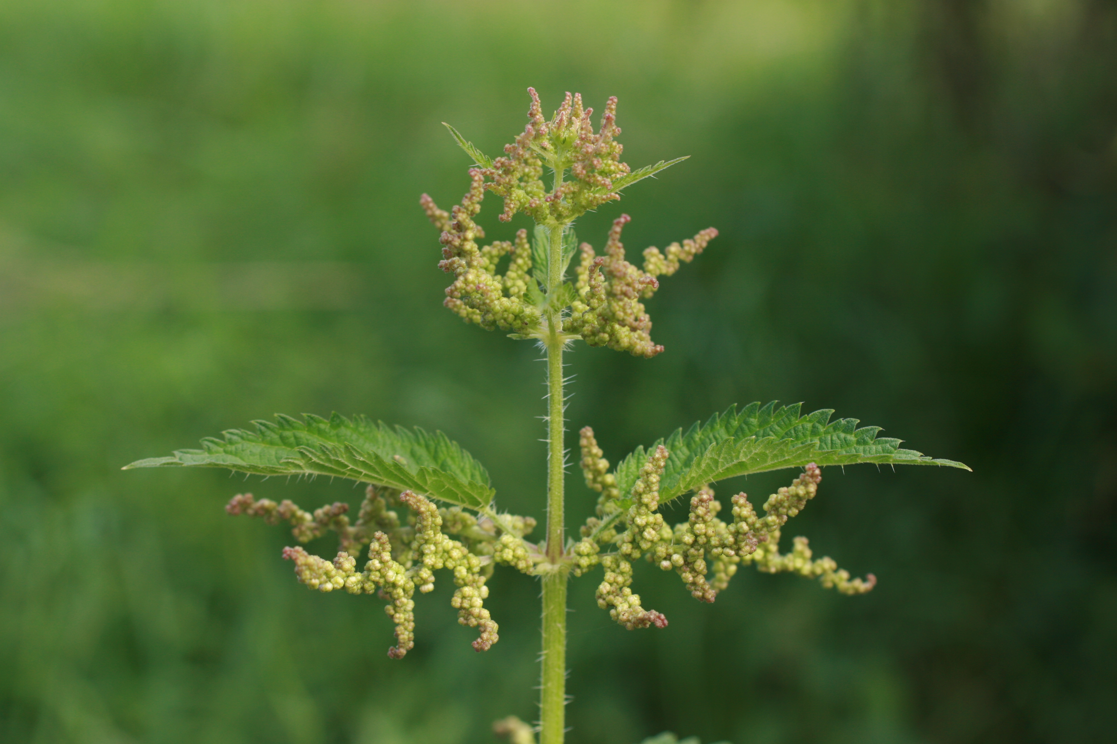 03092013153829 1959 art 307 urtica dioica lafnitz bodenwiesen 133 32