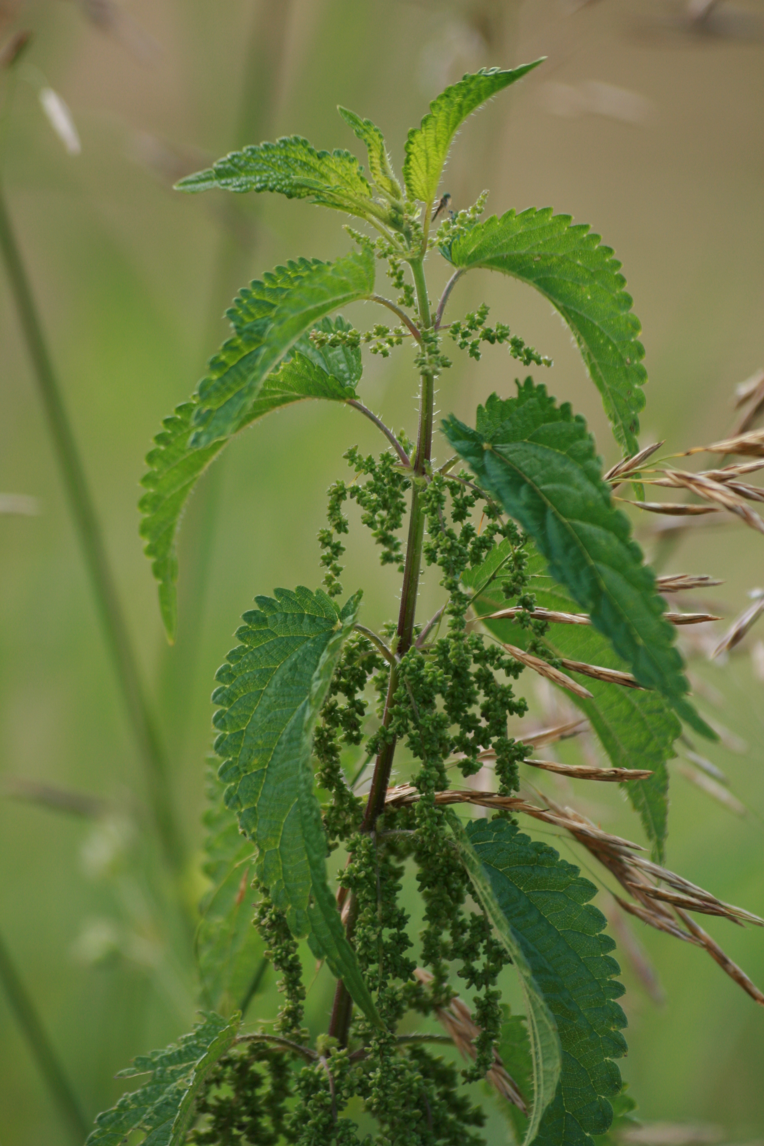 03092013153923 1960 art 307 urtica dioica st johann i h grosschedlmuhle 23 55
