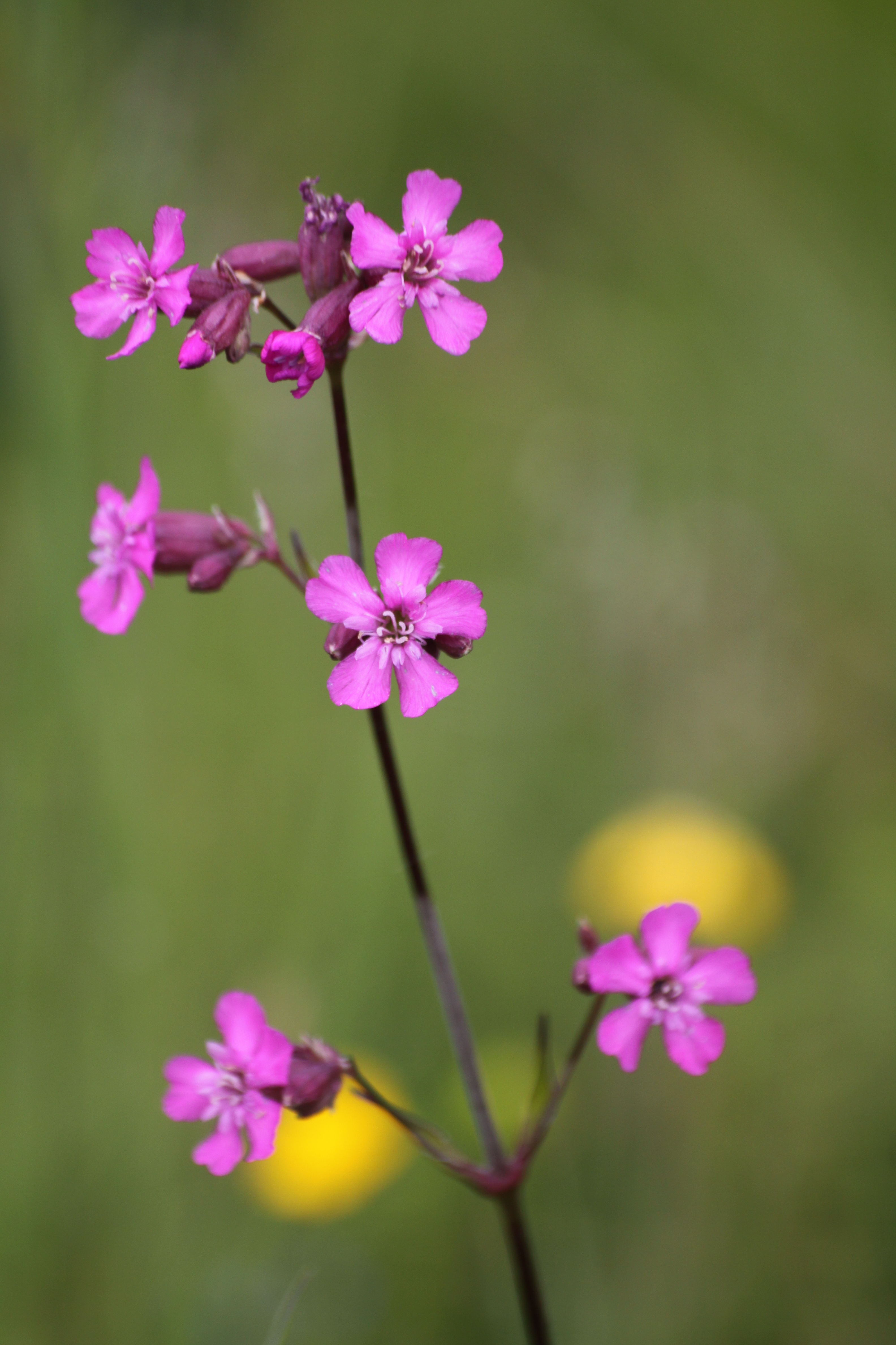 03092013154434 1961 art 541 viscaria vulgaris masenberg enzianwiese suedl 02 53
