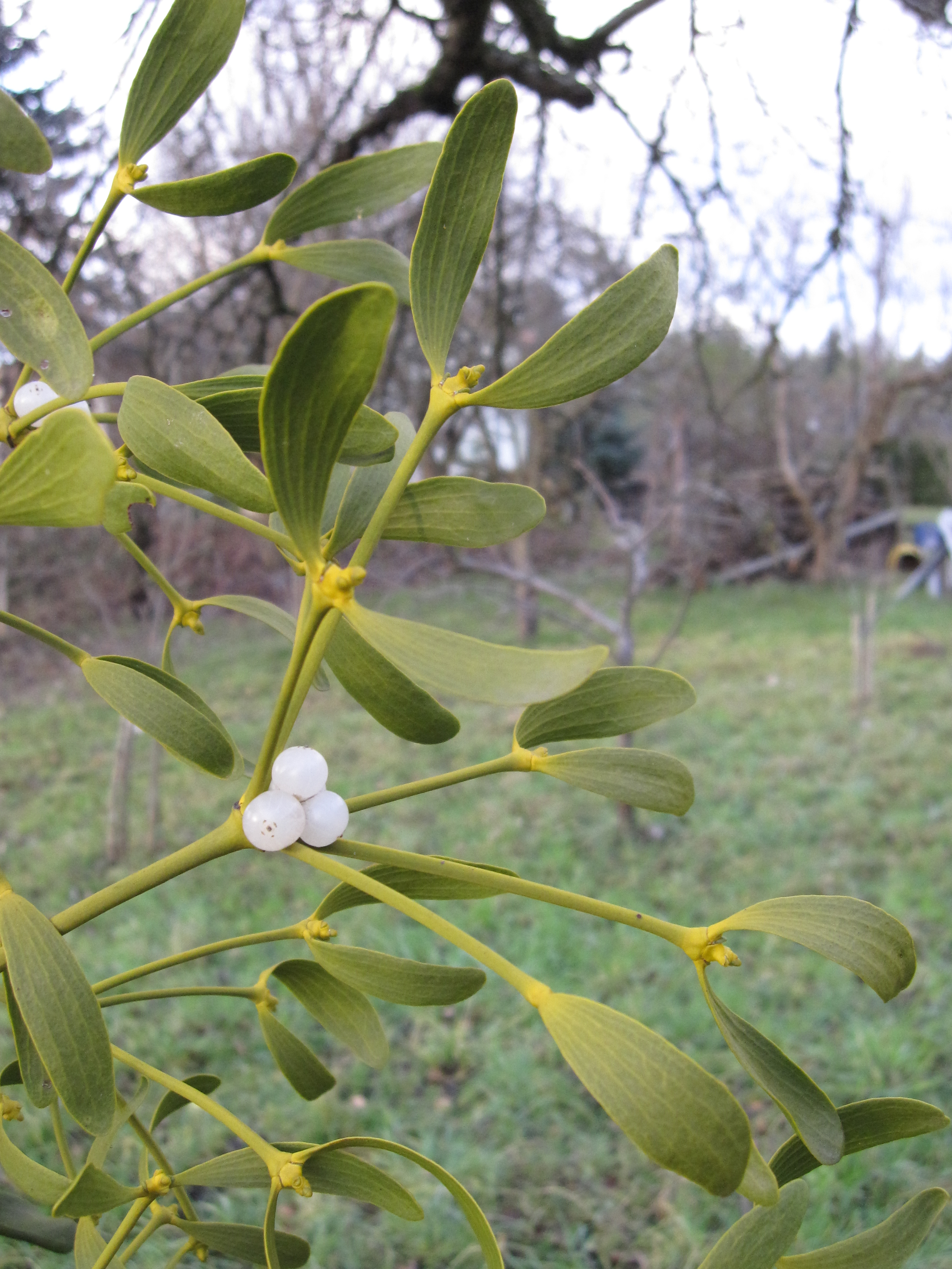 03092013154619 1962 art 888 viscum album burgfried img 0055 4