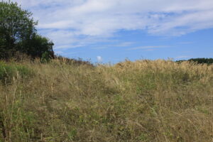 03092013160959 1965 lebensraum 1129 0 028