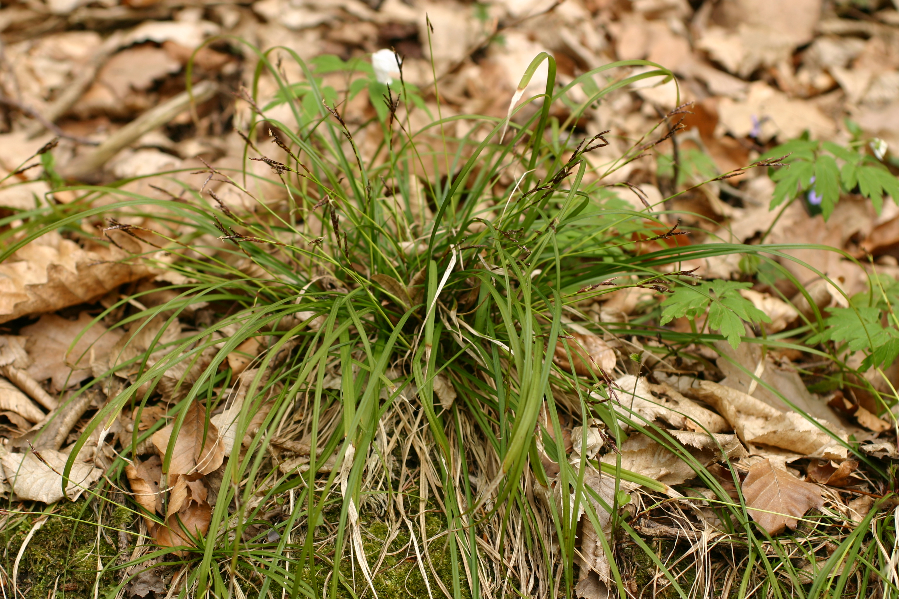 03092013203438 1970 art 696 carex digitata eichgraben img 6637 1