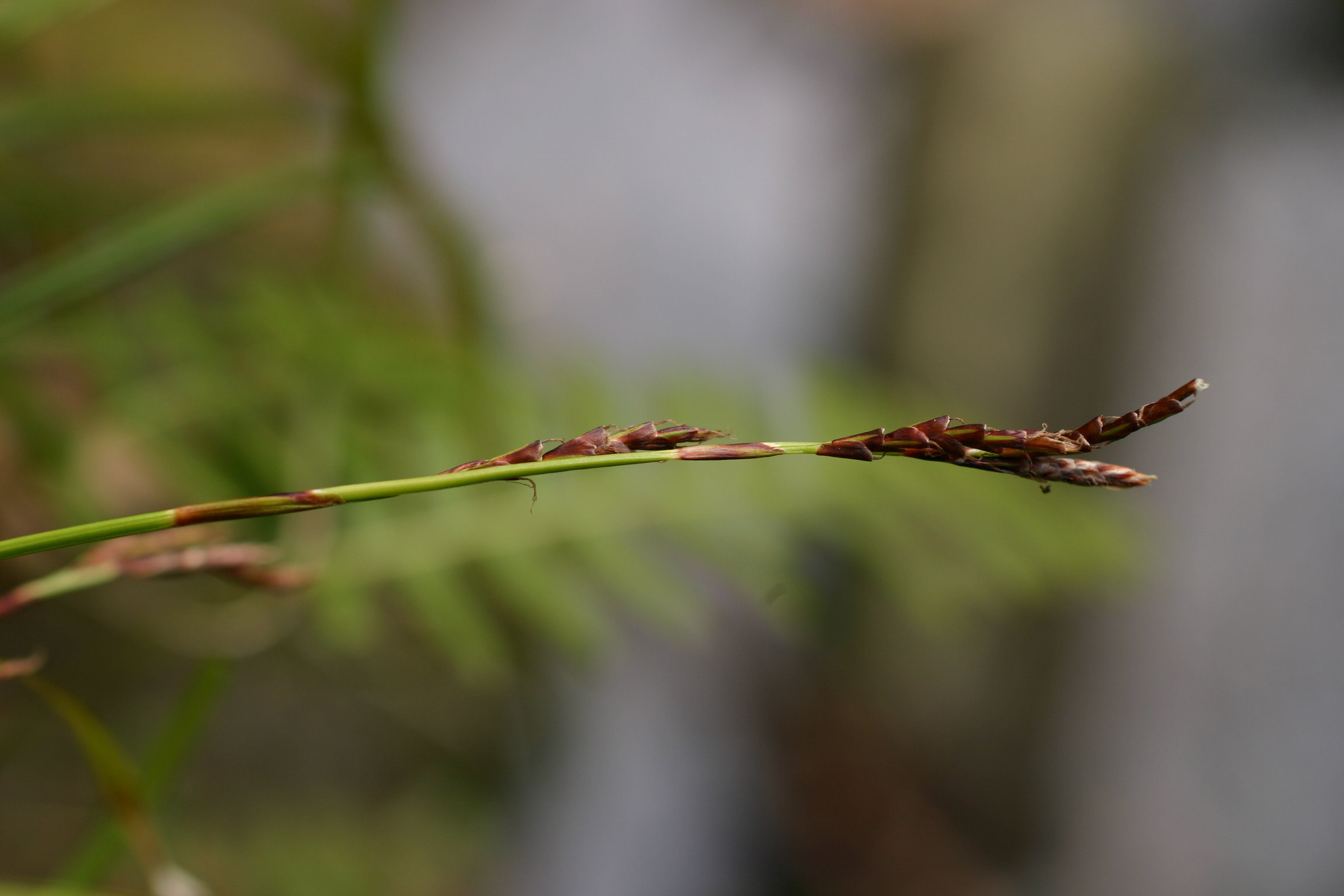 03092013203658 1971 art 696 carex digitata eichgraben img 6637 4