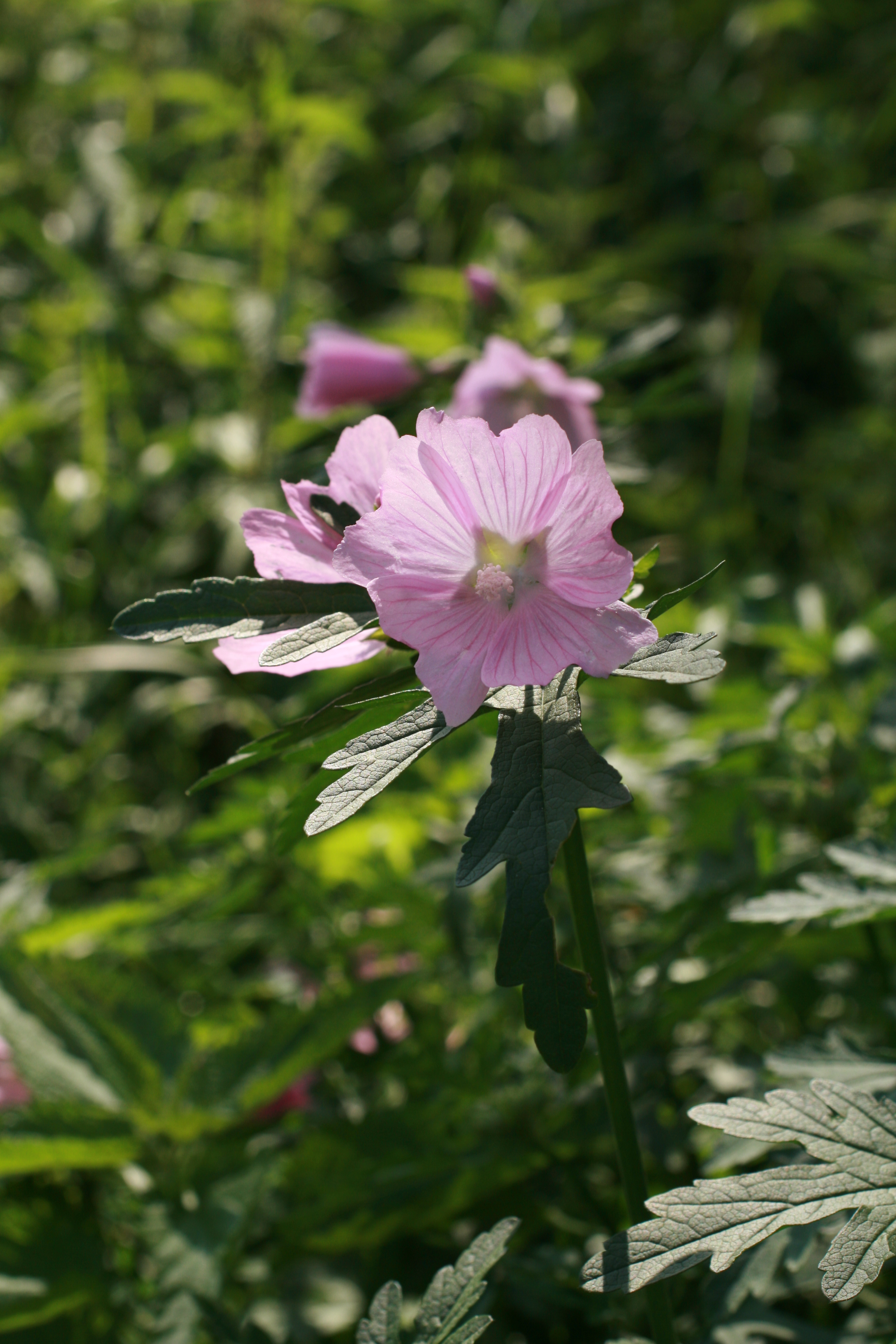 03092013210108 1972 art 916 malva alcea wenigzell maierhofer 34