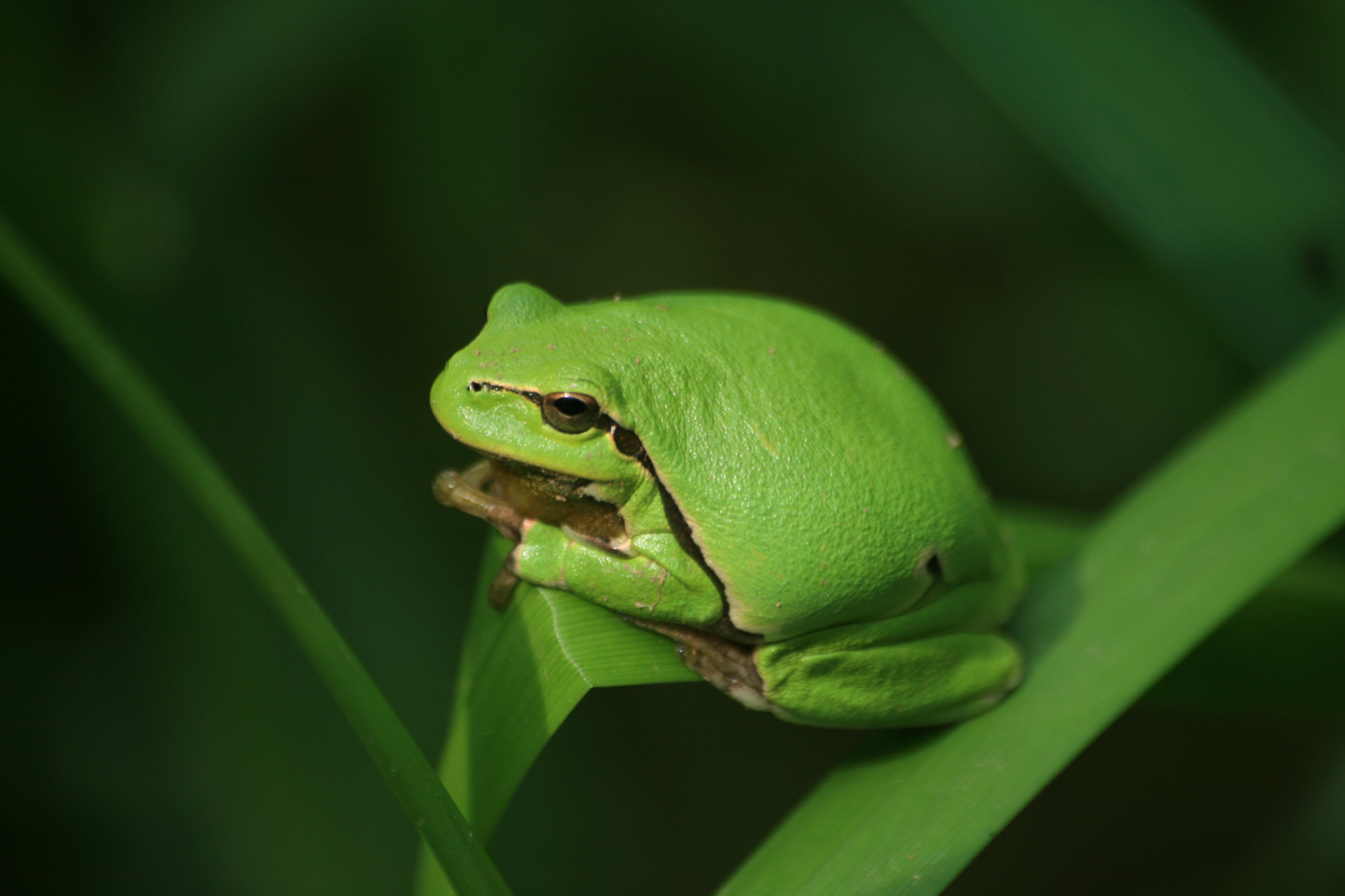 03092013220336 1973 art 1015 laubfrosch sicheldfsud img 7505 4