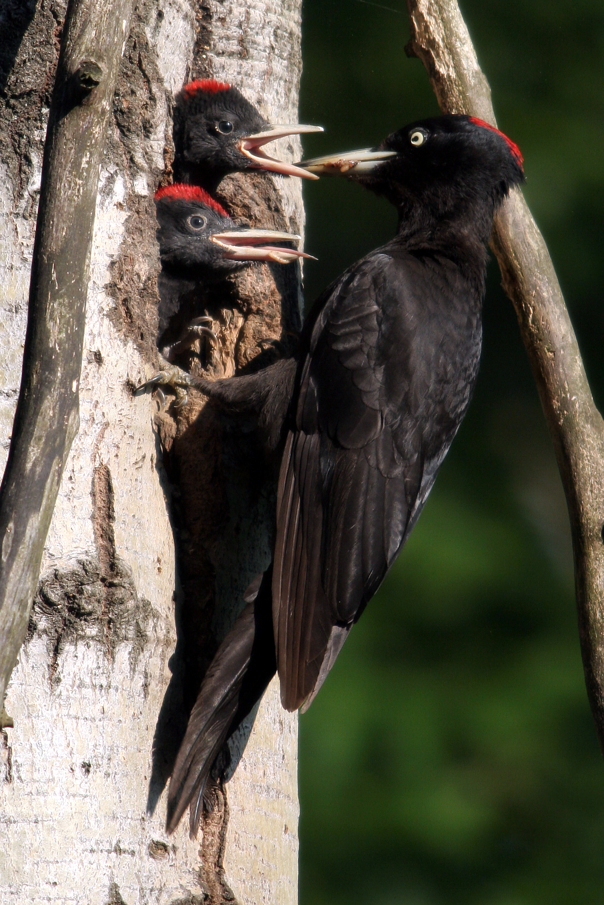 03092013221713 1974 art 829 img 0905