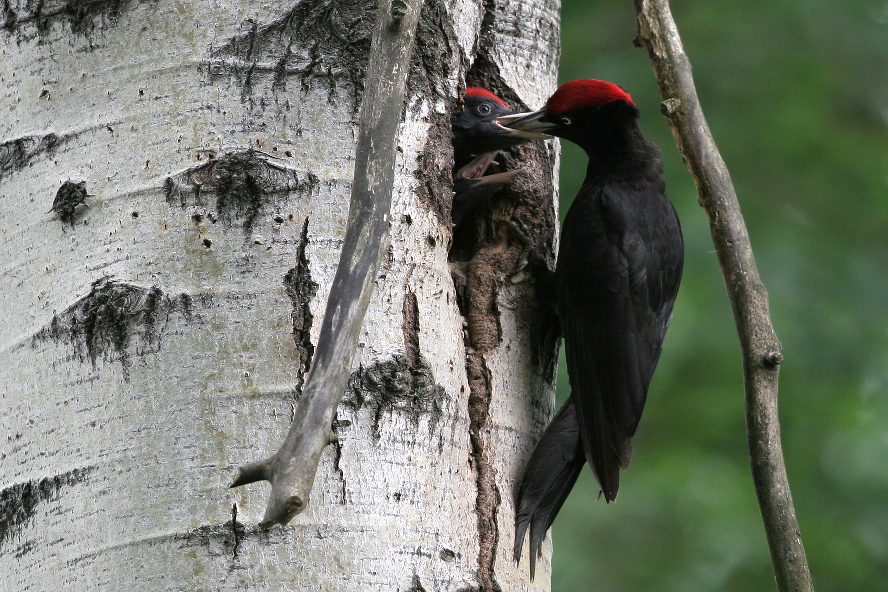 03092013222002 1975 art 829 img 1037