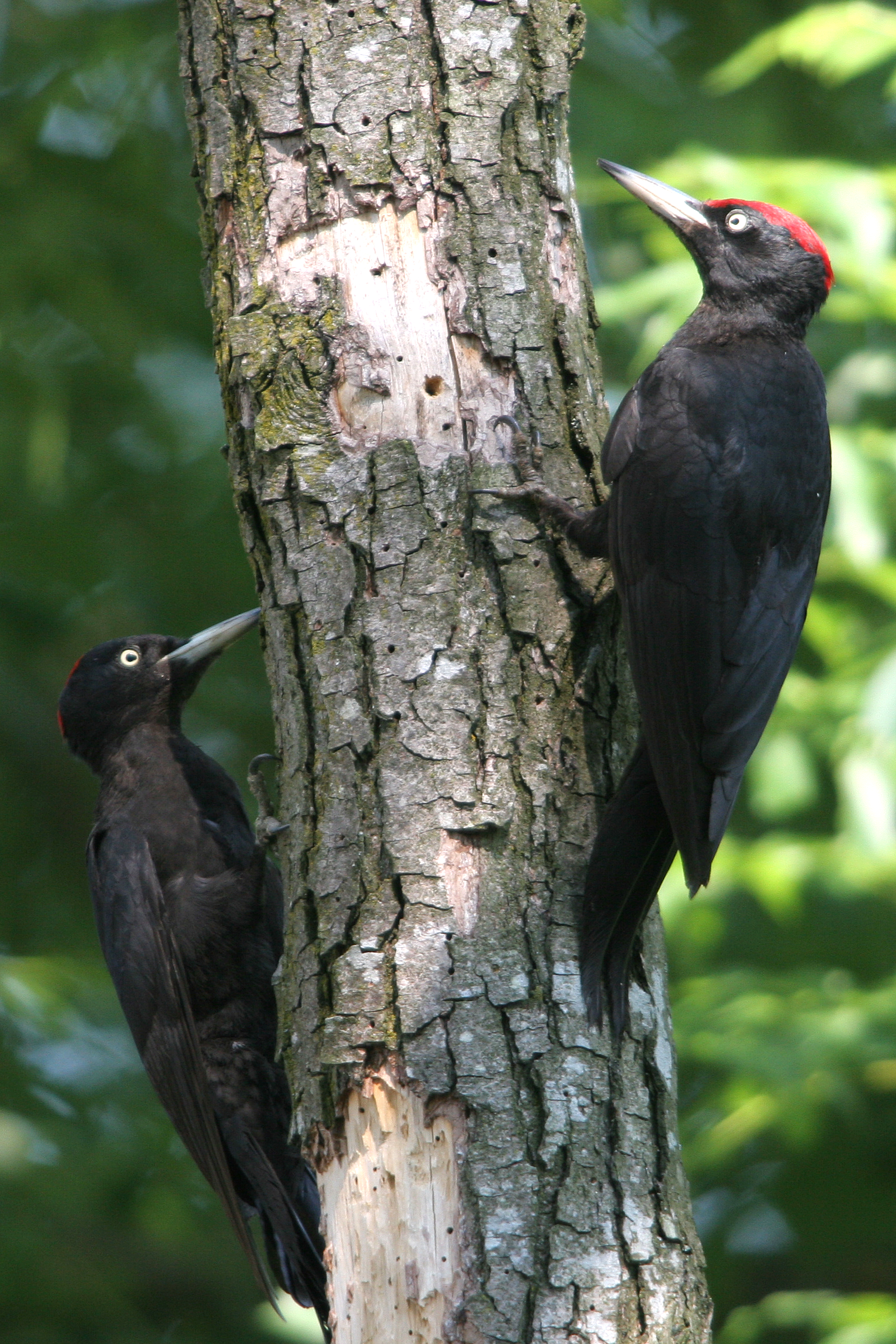 03092013222220 1976 art 829 img 0950spe