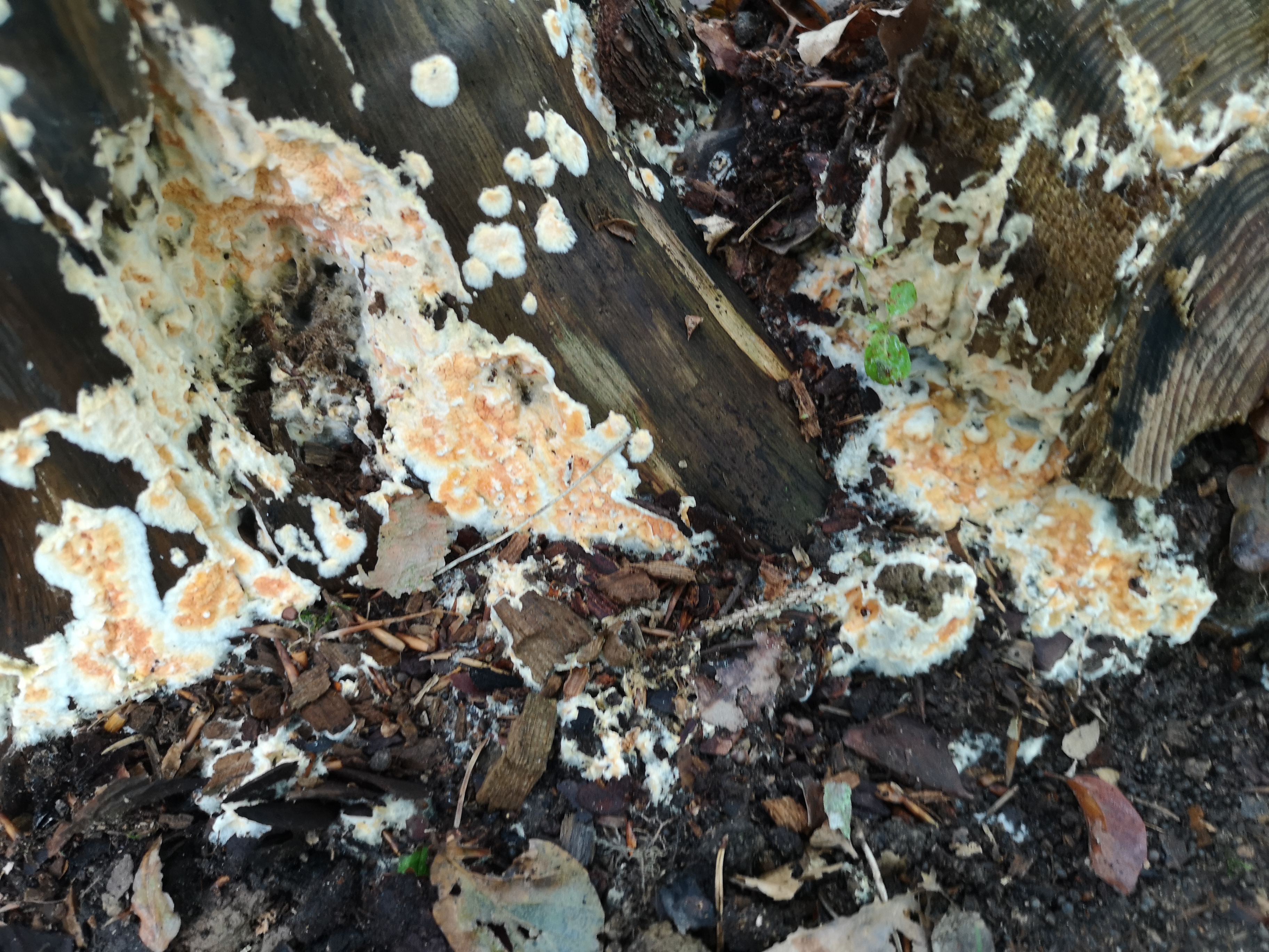 03102019092624 3868 art 2292 img 20190926 151500