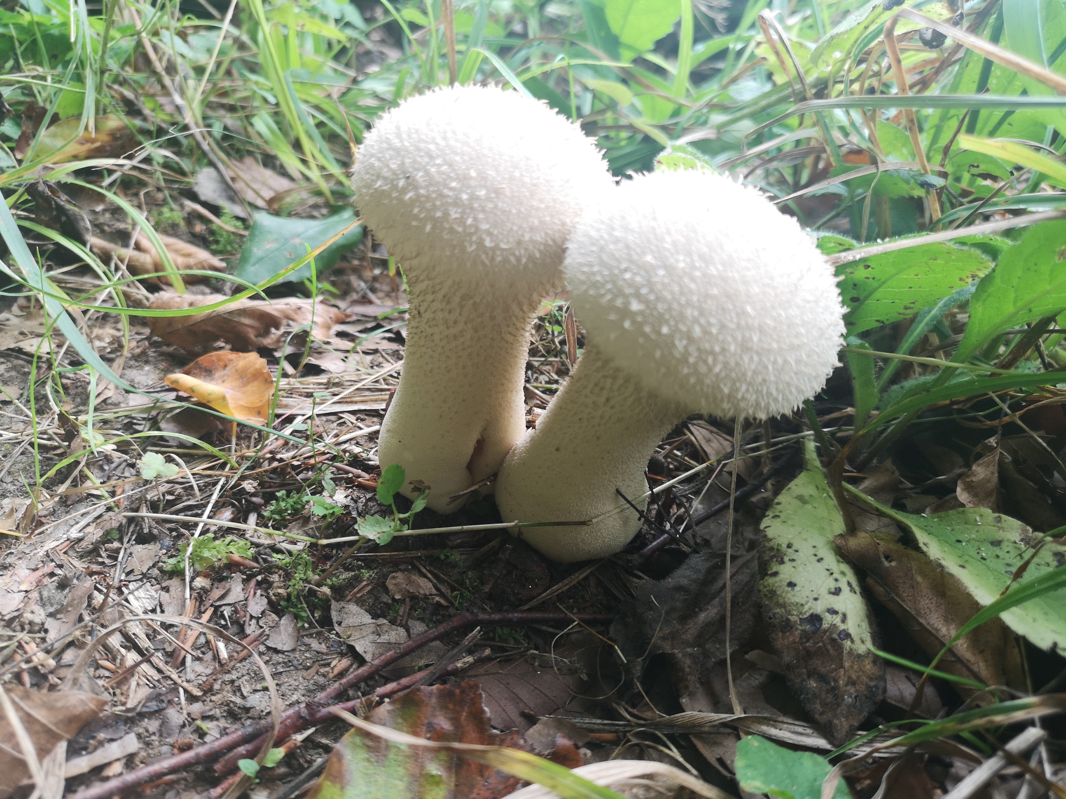 03102019094800 3871 art 2204 img 20190924 090341