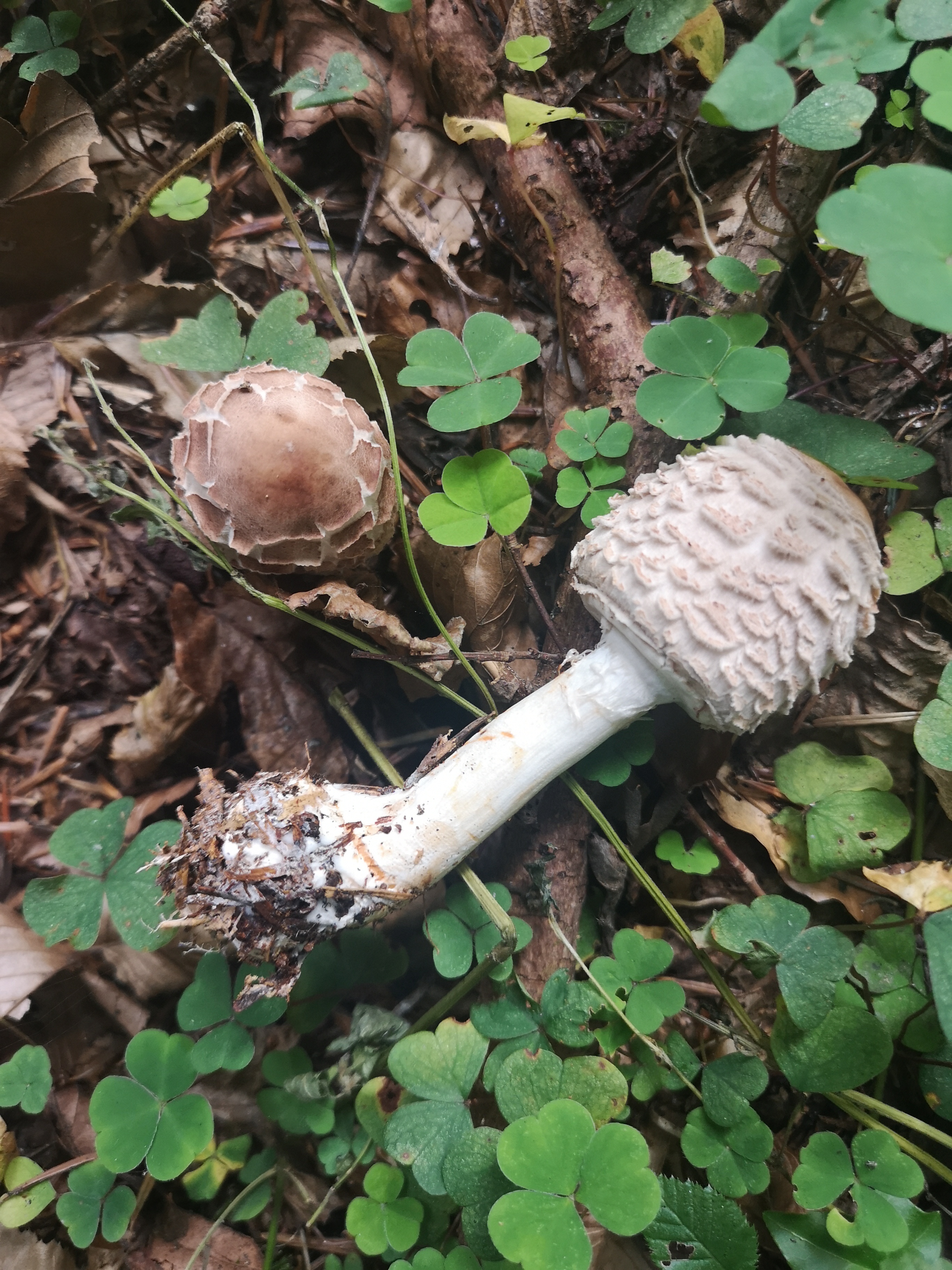 03102019095026 3873 art 1962 img 20190924 092626