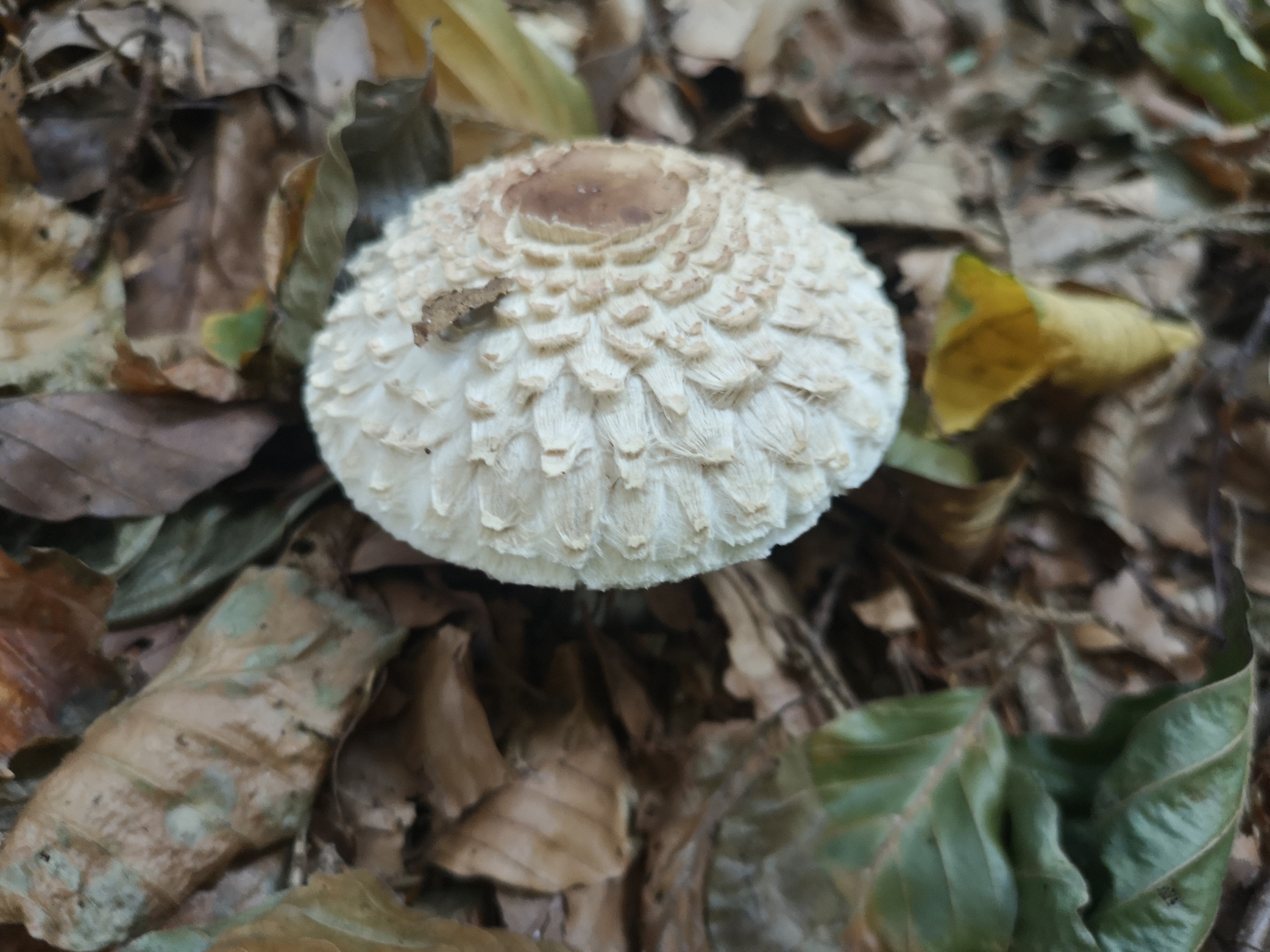 03102019100401 3875 art 1962 img 20190924 100711