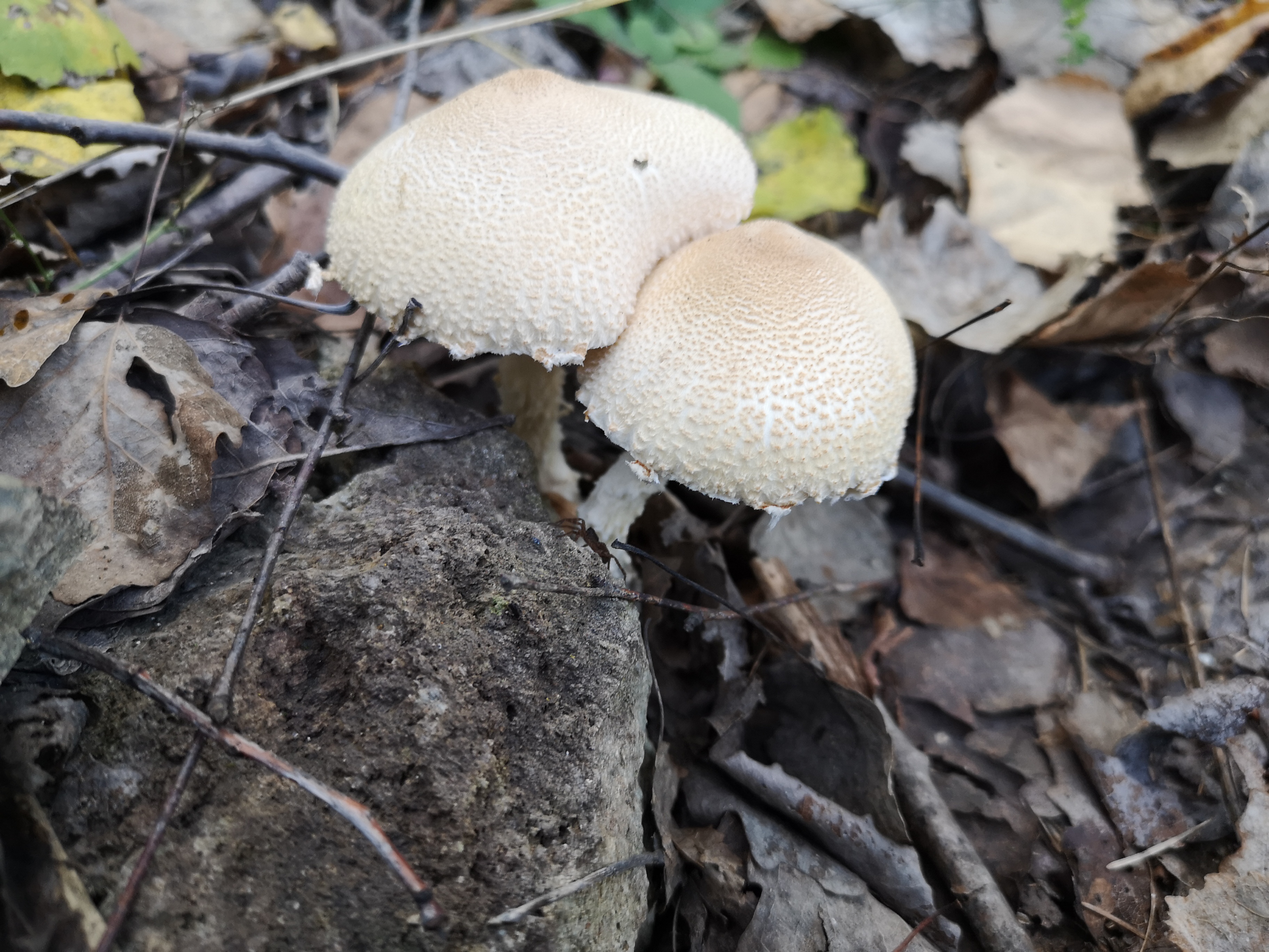 03102019103917 3884 art 2052 img 20190918 163724