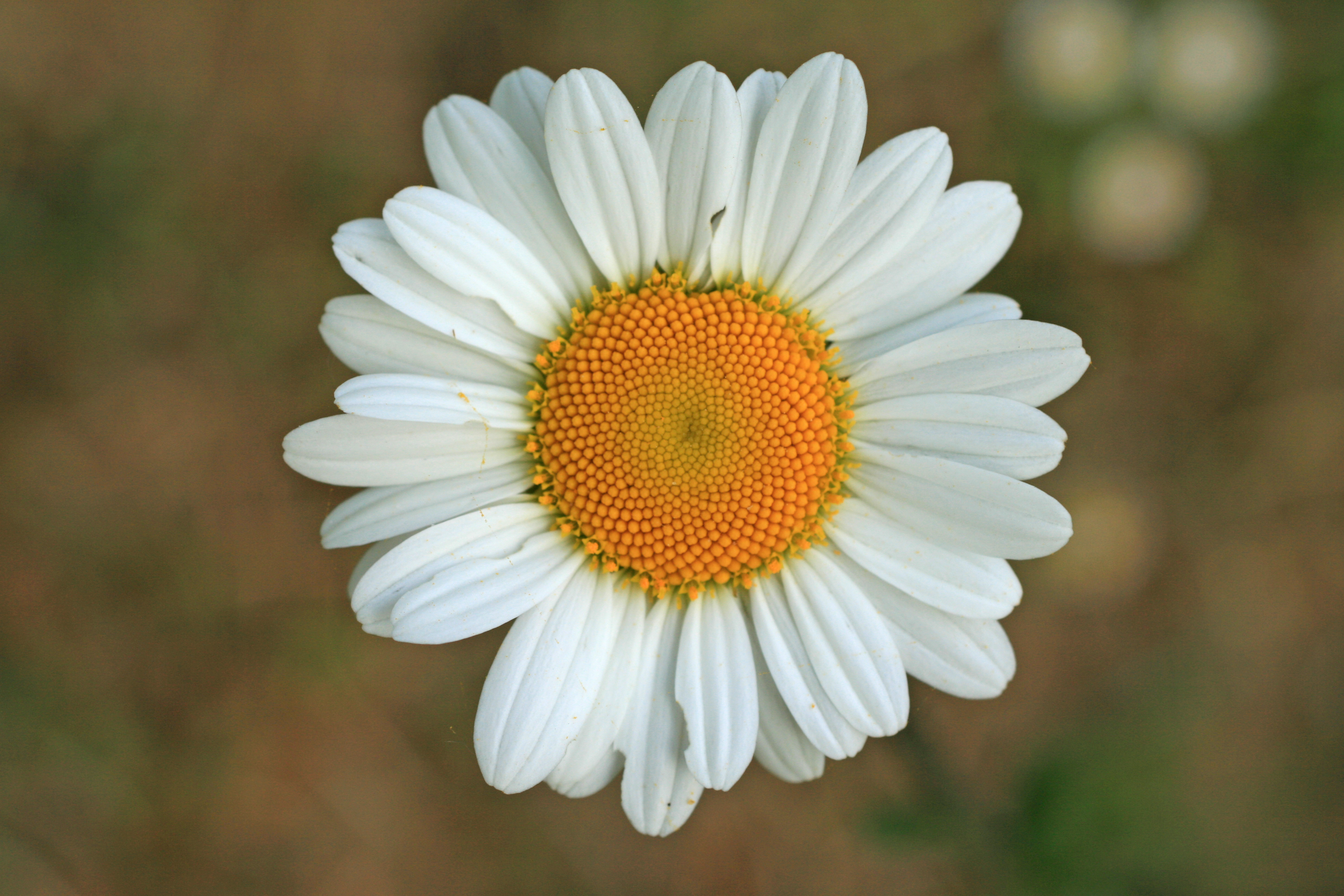 03112013135502 2186 art 499 03092013133655 1915 art 499 leucanthemum ircutianum burgfried img 7296 3