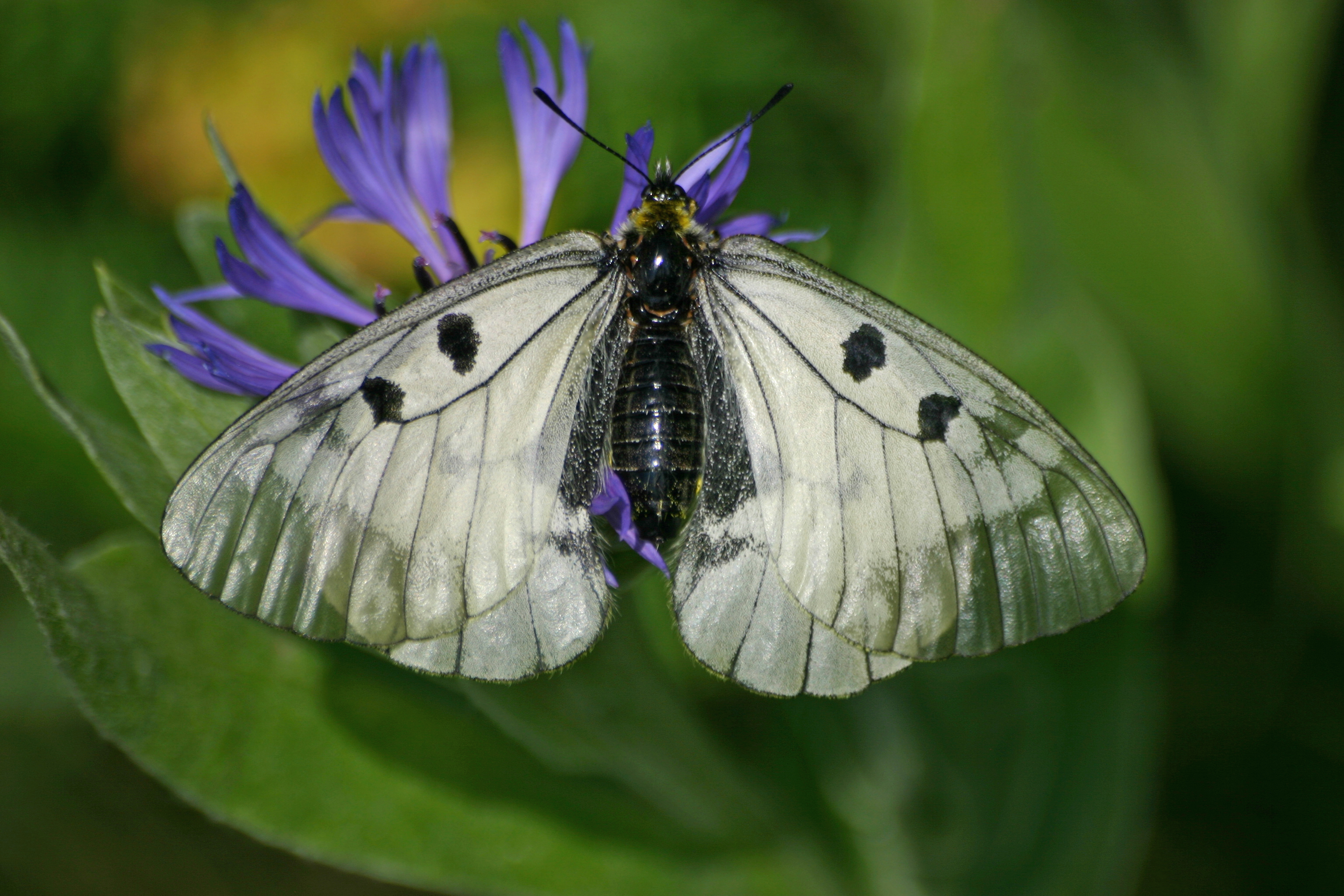 03112013144021 2187 art 814 adoritis mnemosyne goldbg bgld img 0226 28