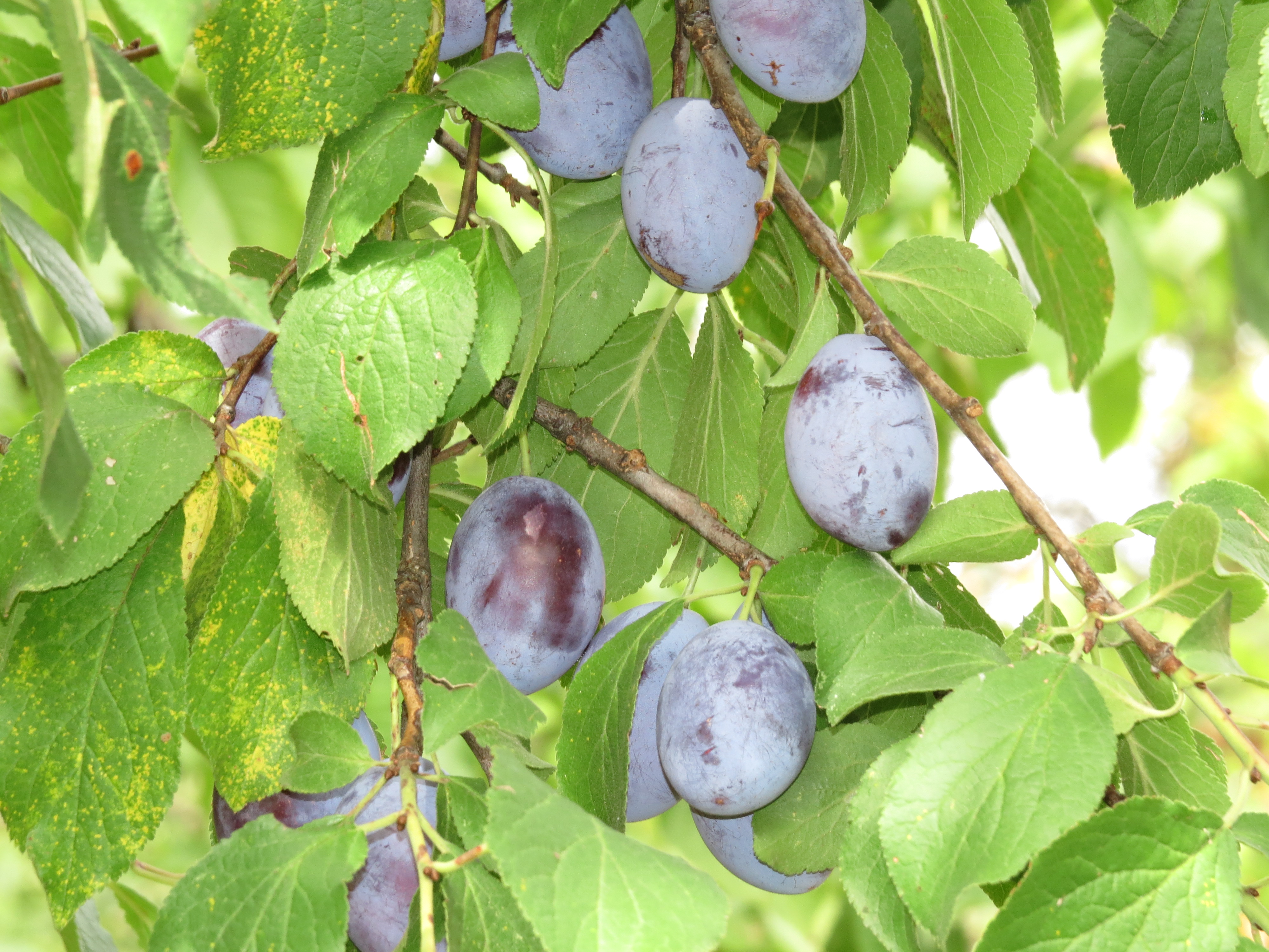 03112013170909 2188 art 900 0 155