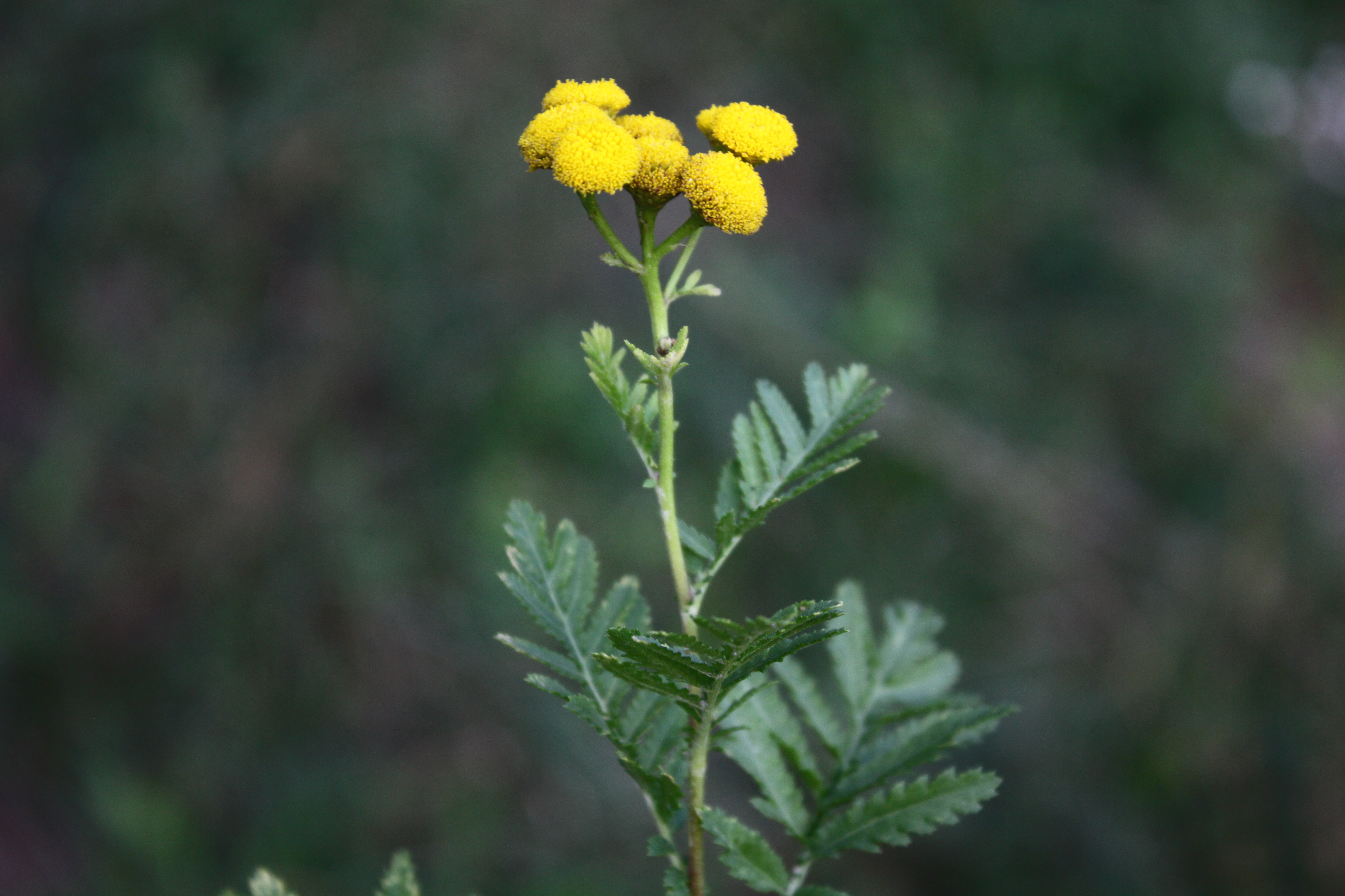 03112013171157 2189 art 1266 0 260