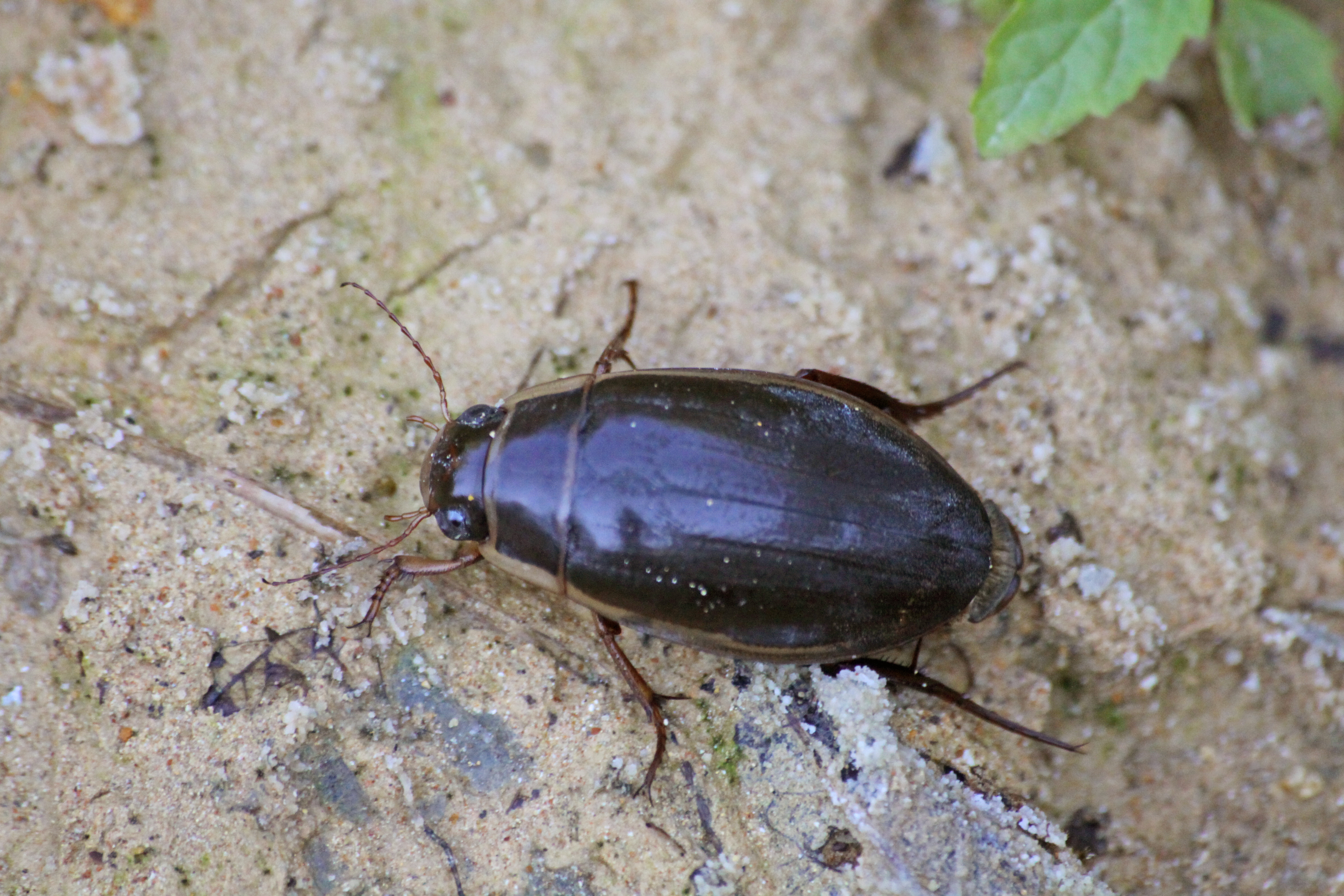 03112013171436 2190 art 695 0 293