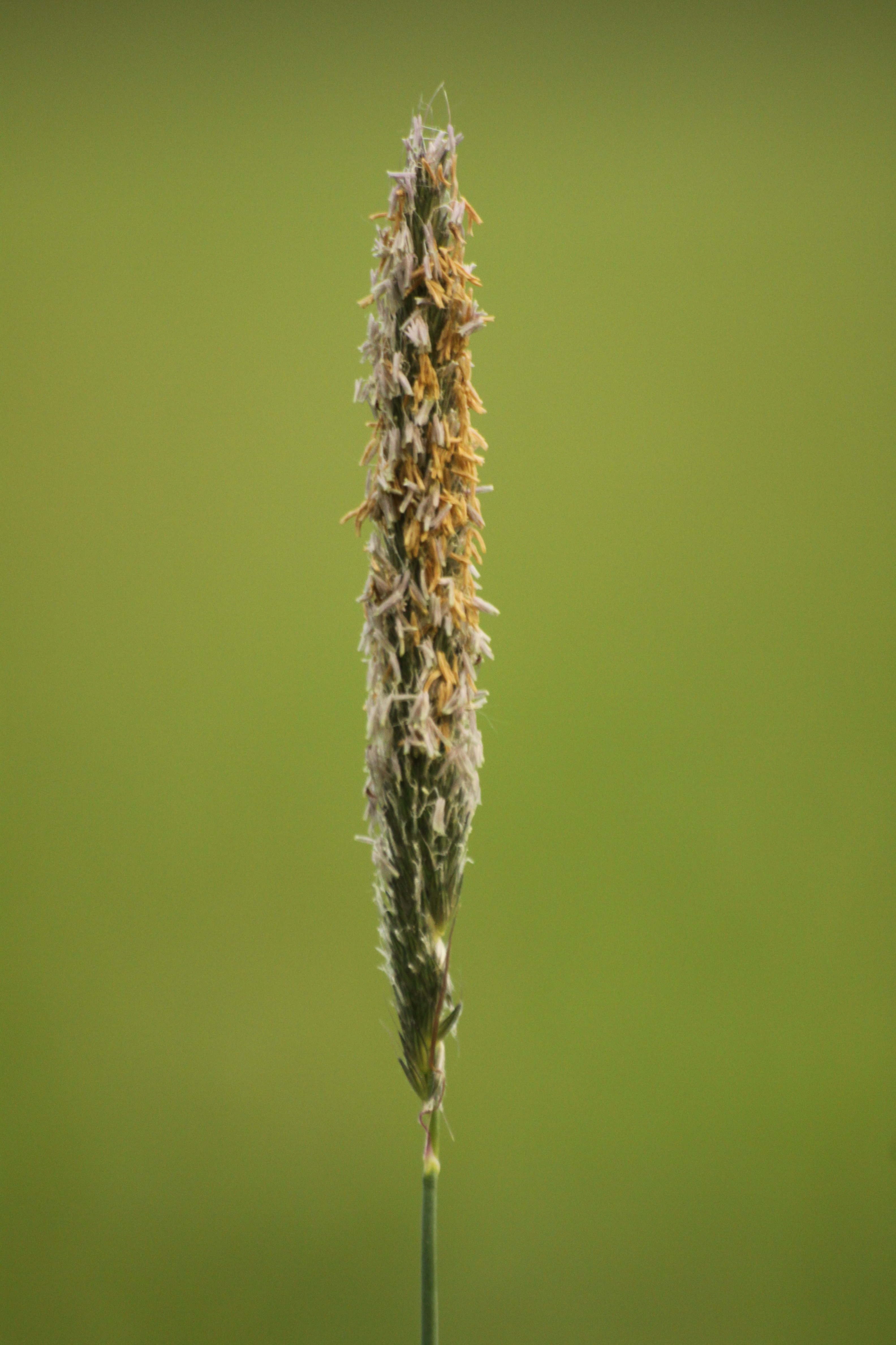 03112013172058 2192 art 322 alopecurus pratensis maierhofermuhle lafnitz unterlungitz 26 92