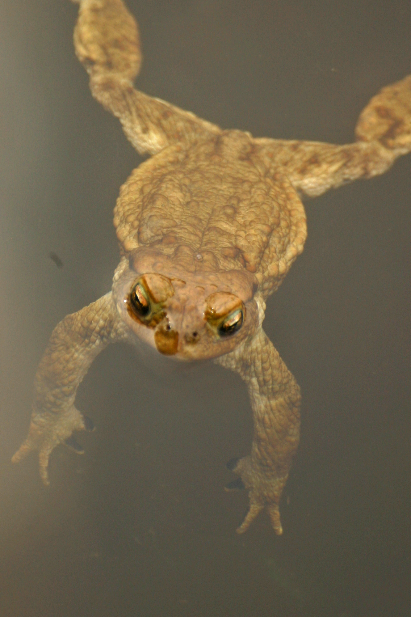 03112013172424 2194 art 1020 bufo bufo2 ori