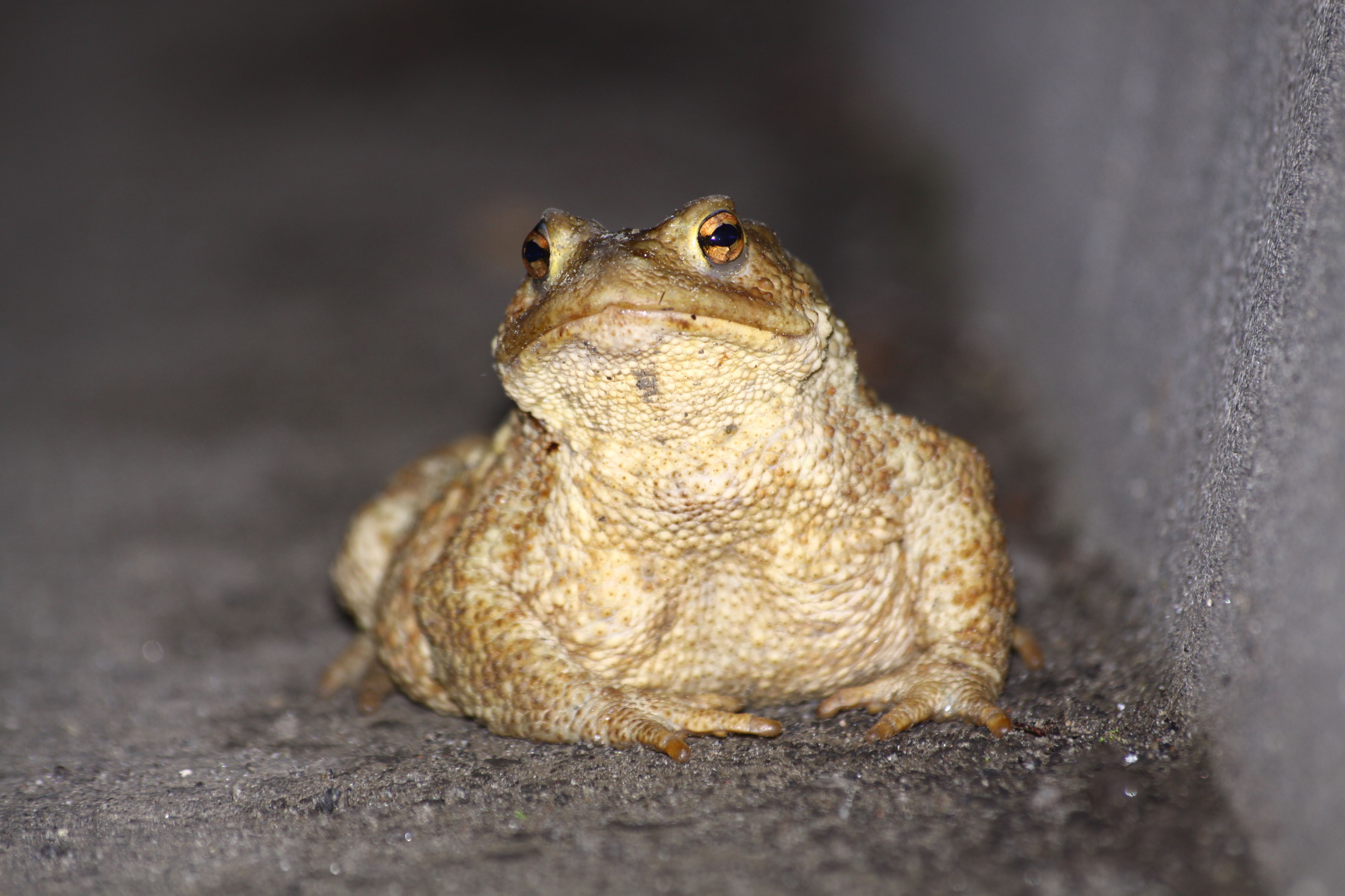 03112013173116 2195 art 1020 riegersburg 0 001 19