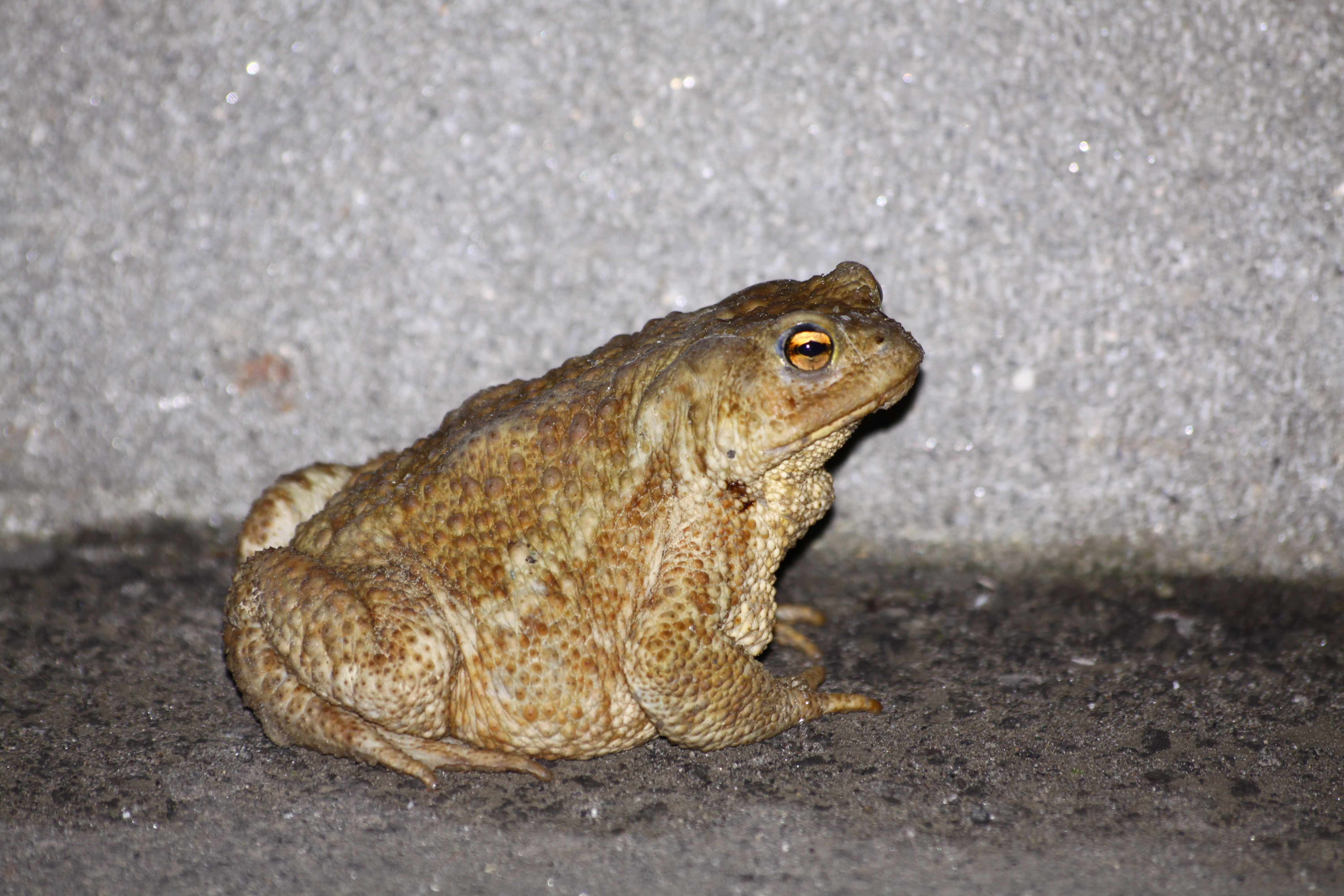 03112013173302 2196 art 1020 riegersburg 0 001 17