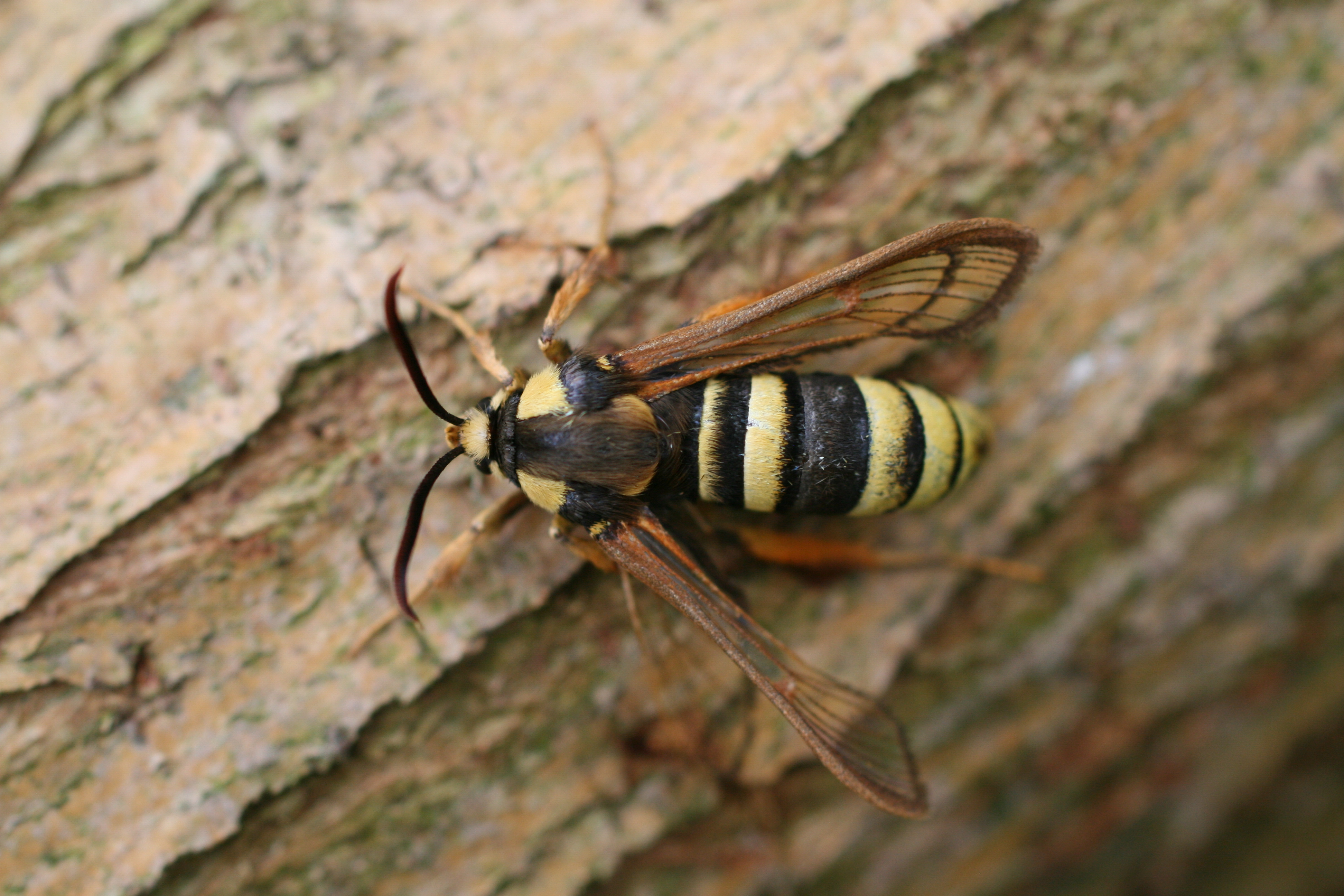 03112013173635 2197 art 679 burgfried 01 24