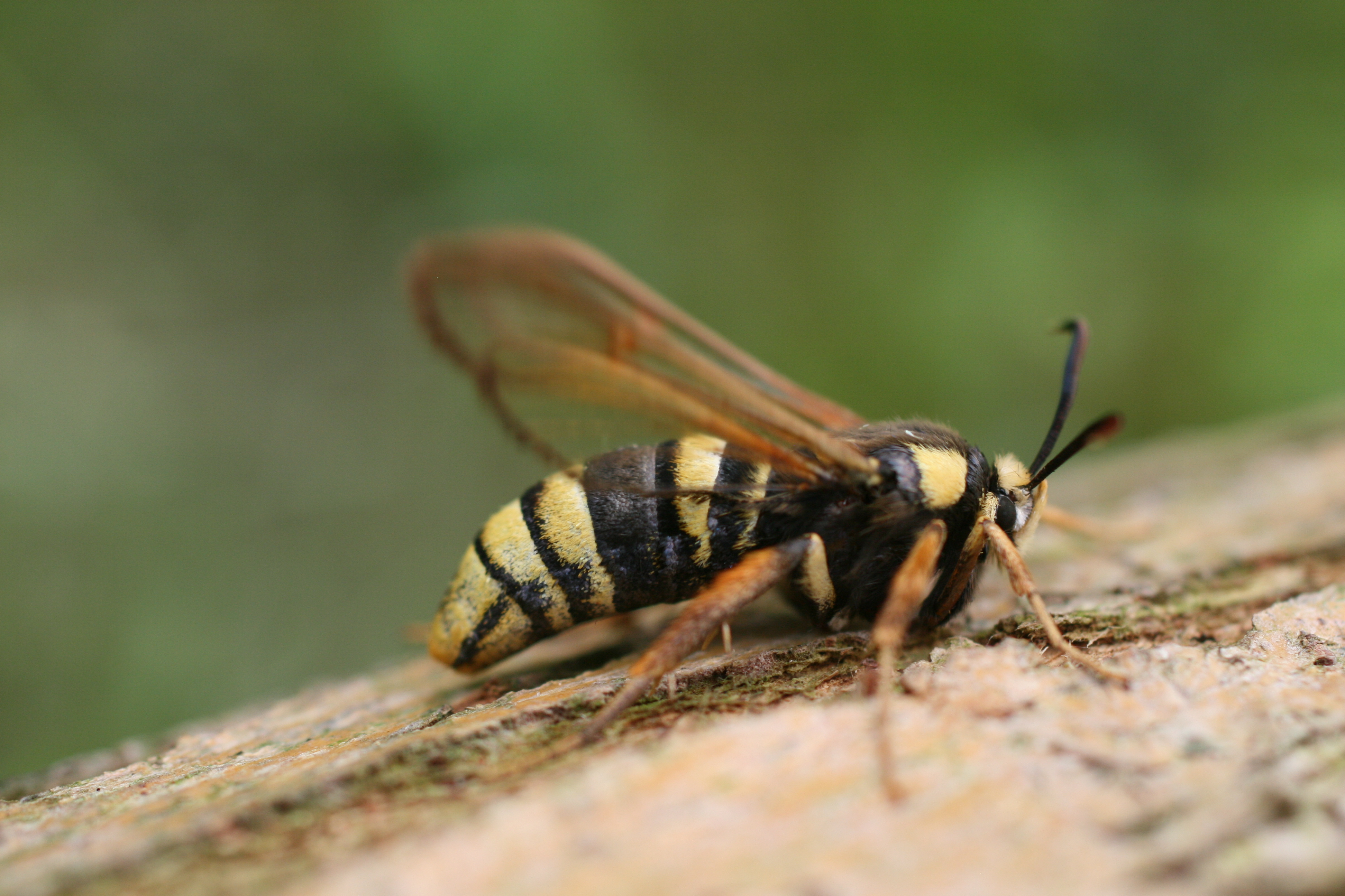 03112013173859 2198 art 679 burgfried 01 32