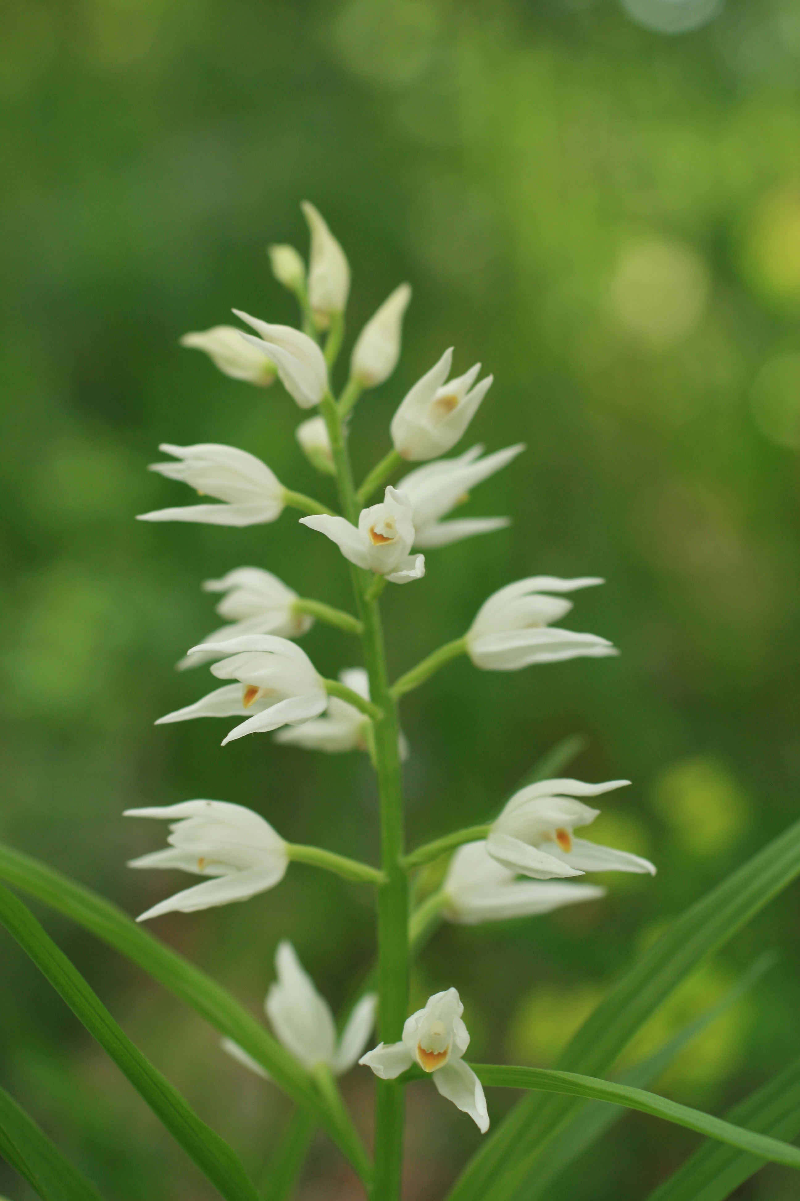 03112013180208 2199 art 484 cephalanthera longifolia waxeneggfehring img 7210 11