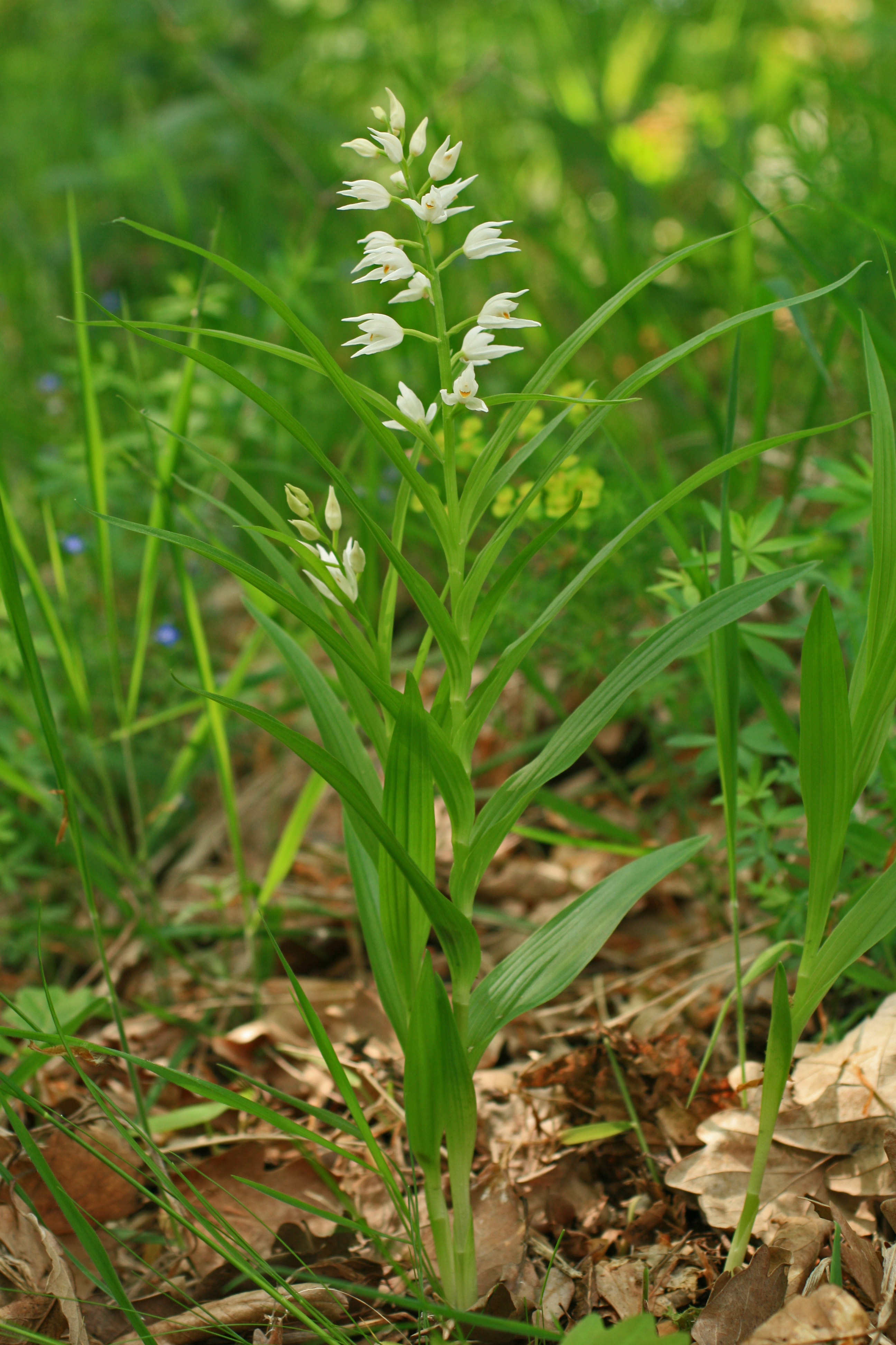 03112013180515 2200 art 484 cephalanthera2 longifolia ori