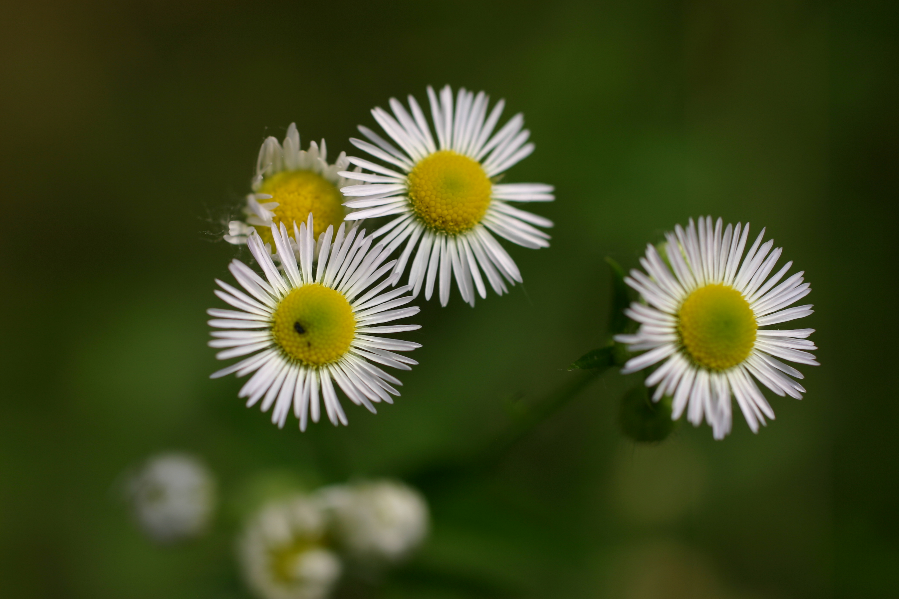 03112013191320 2201 art 564 erigeron annuus werndf img 3324 2