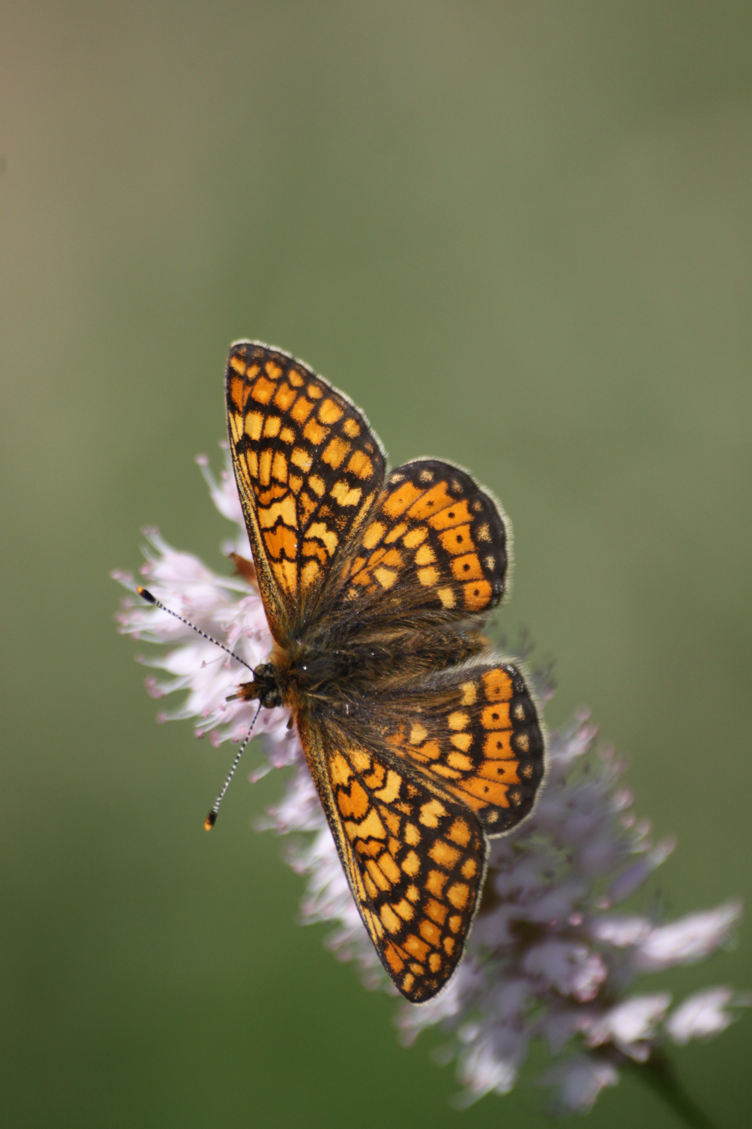03112013191536 2202 art 818 euphydryas aurinia vad bei fagaras rumanien 17 19