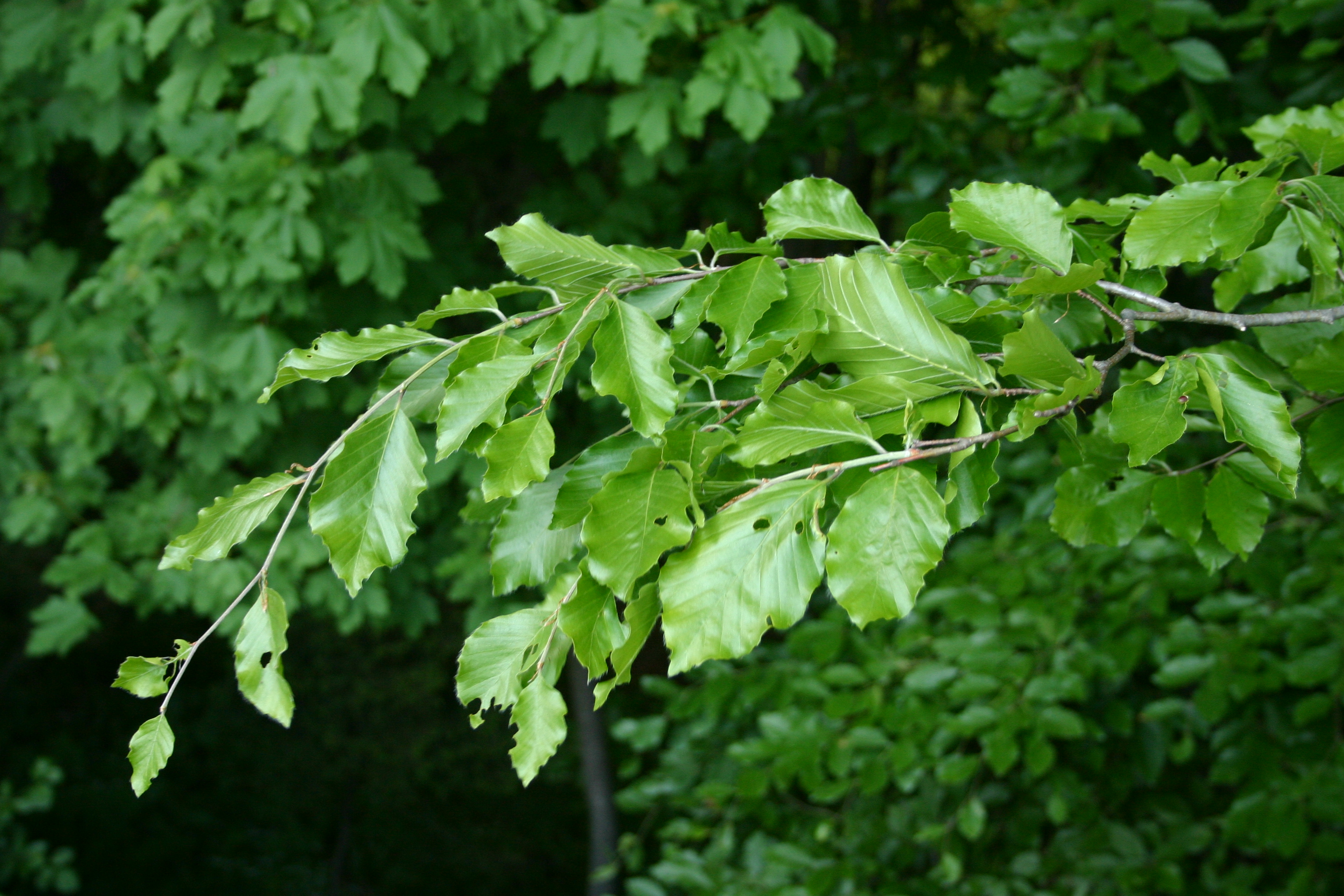 03112013192421 2203 art 473 fagus sylvatica 11 05 05 076 2