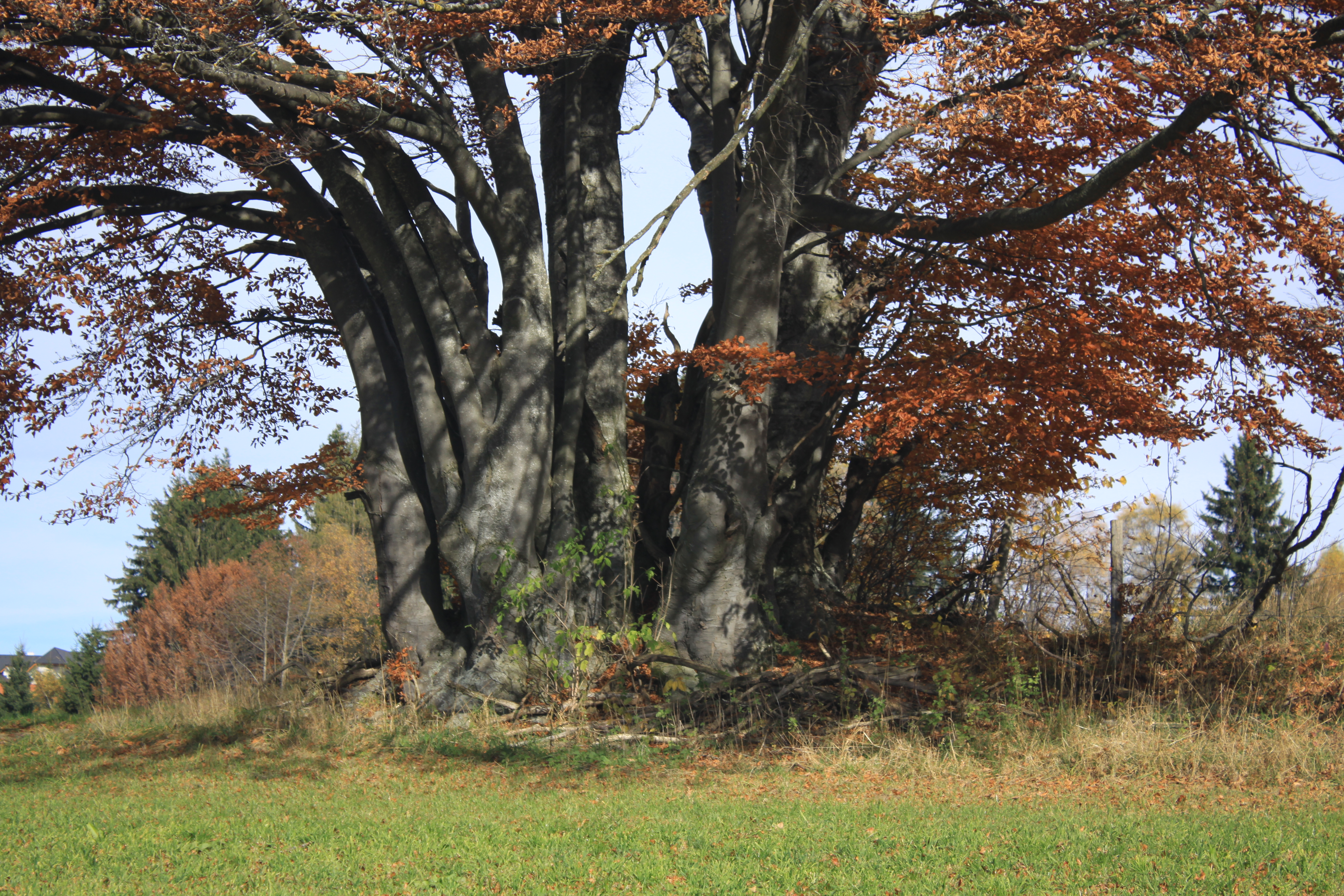 03112013192726 2204 art 473 fagus sylvestris strallegg pacher schabereiter 226 17
