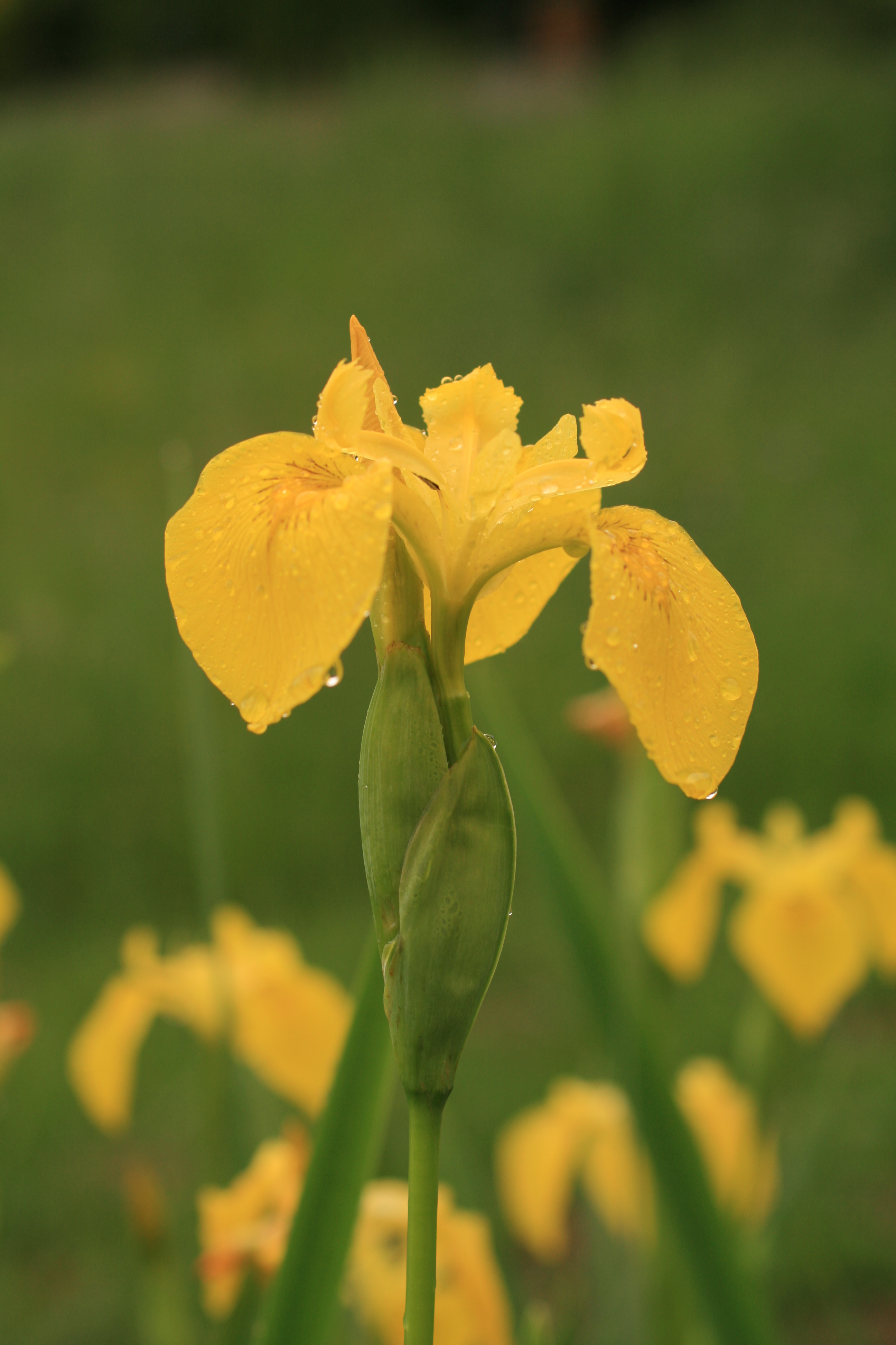 03112013193242 2205 art 206 iris pseudacorus burgfried img 7750