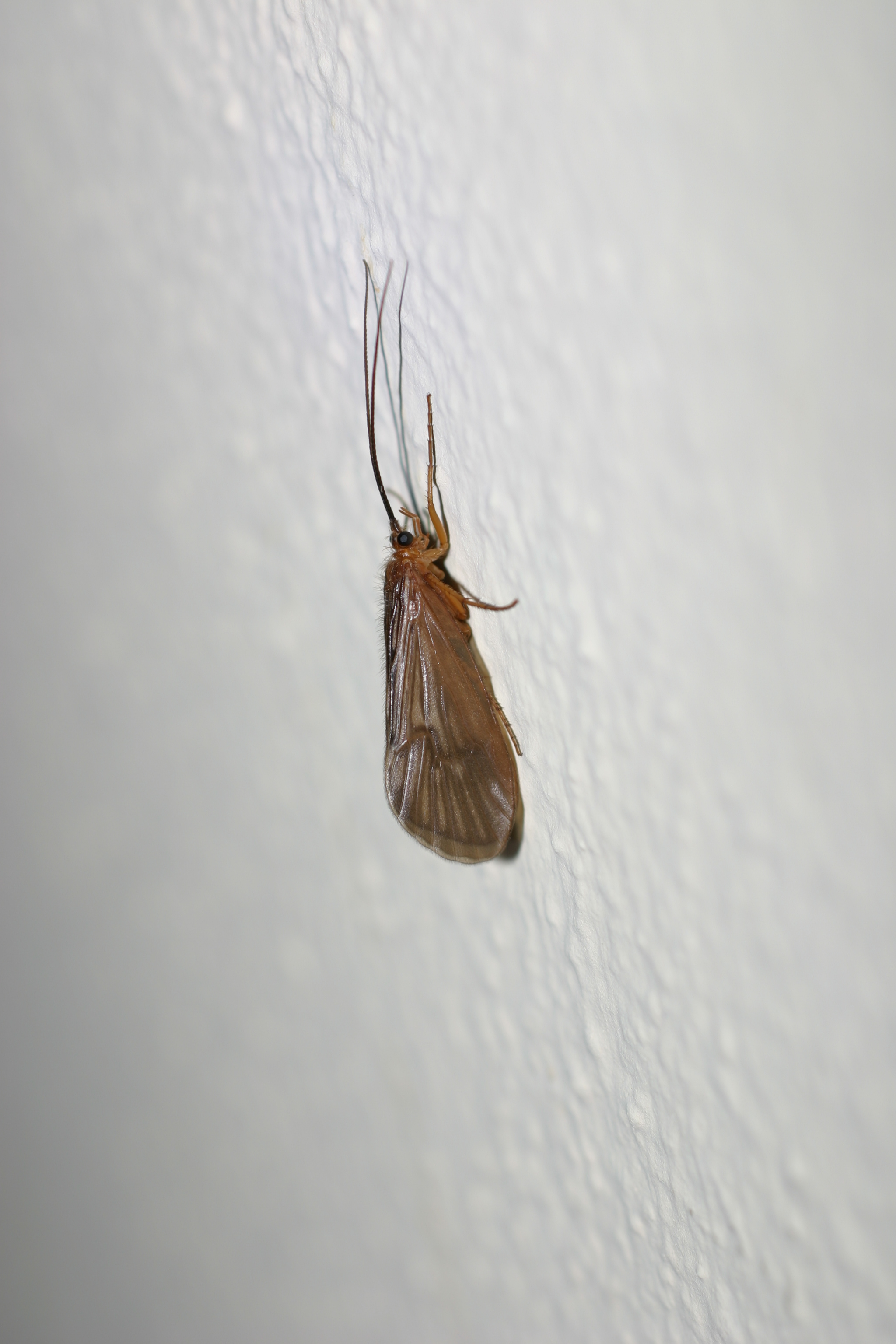 03112013193348 2206 art 1391 kocherfliege burgfried img 3957