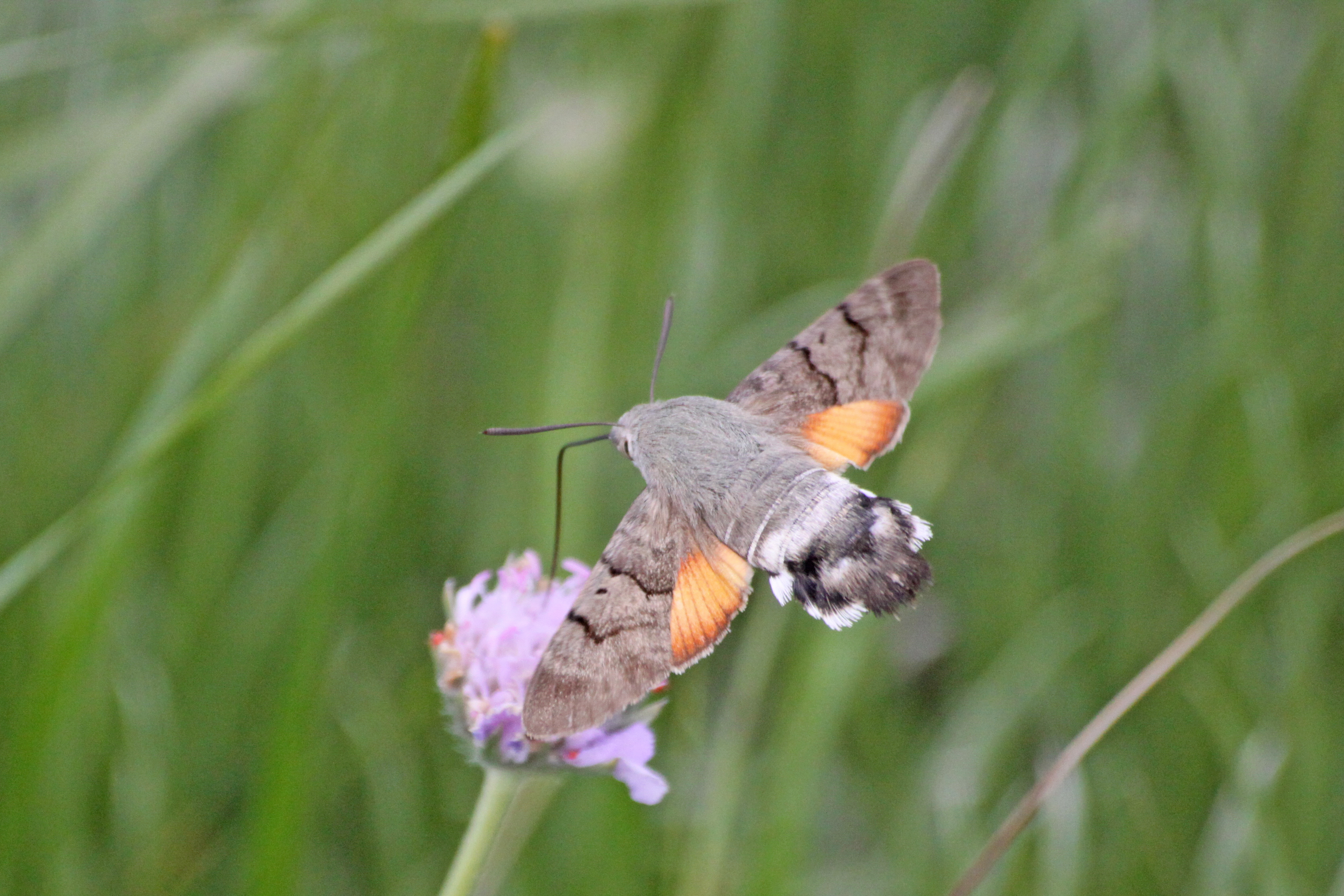 03112013193539 2207 art 618 macroglossum stellatarum taubenschwanzchen caven kugelj nw ajdovscina 6 59