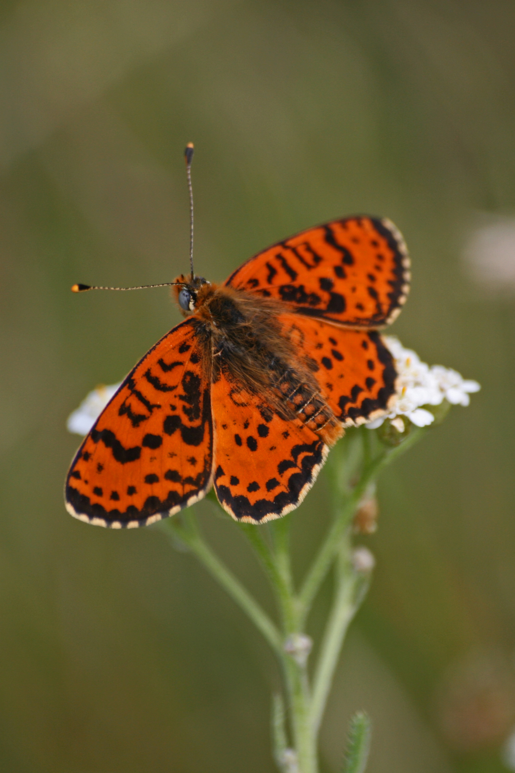 03112013193928 2208 art 841 melitea didyma kovagoors kis hegyes tu balaton oberland ungarn 89 6