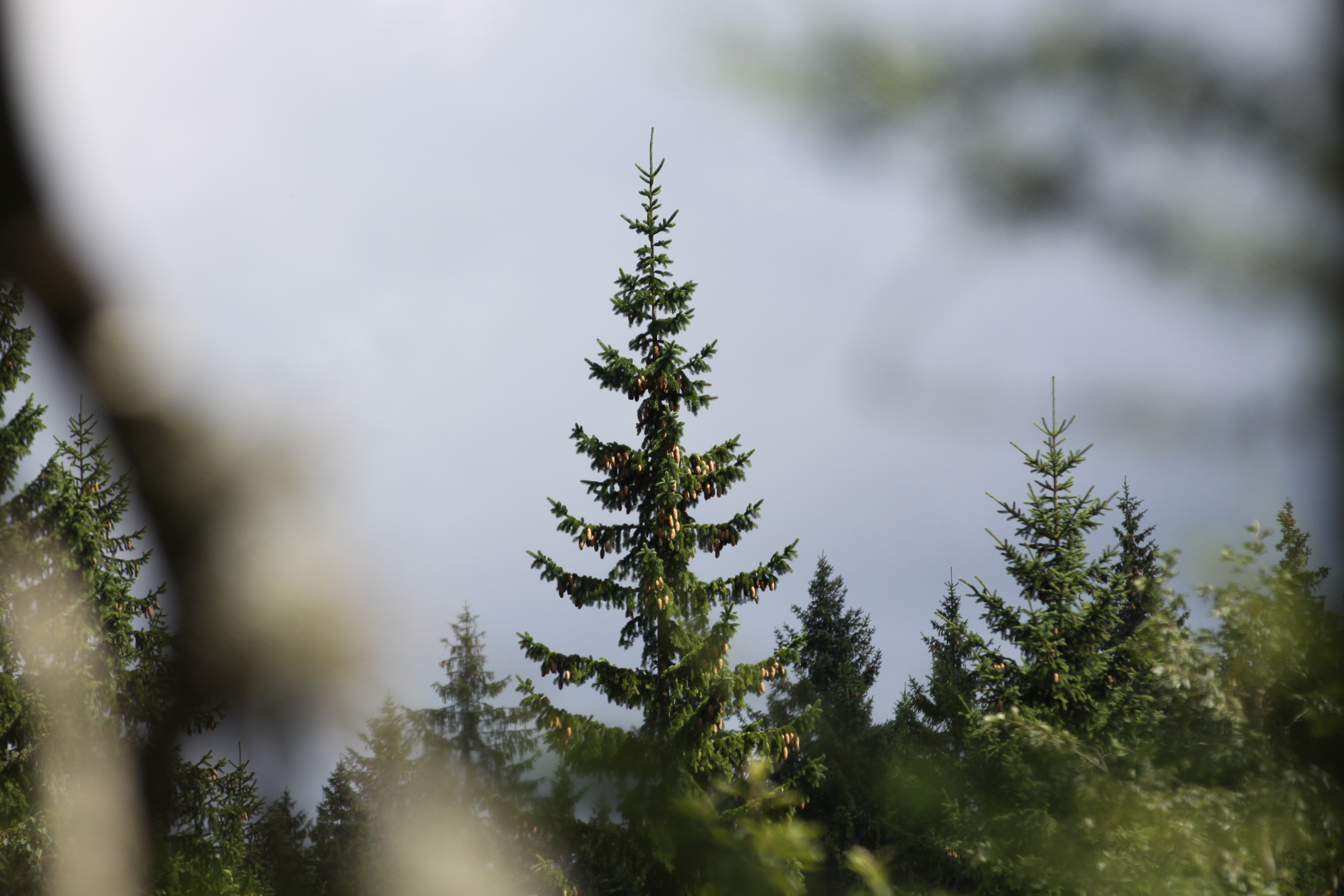 03112013194824 2209 art 702 picea abies teichalm 89 192